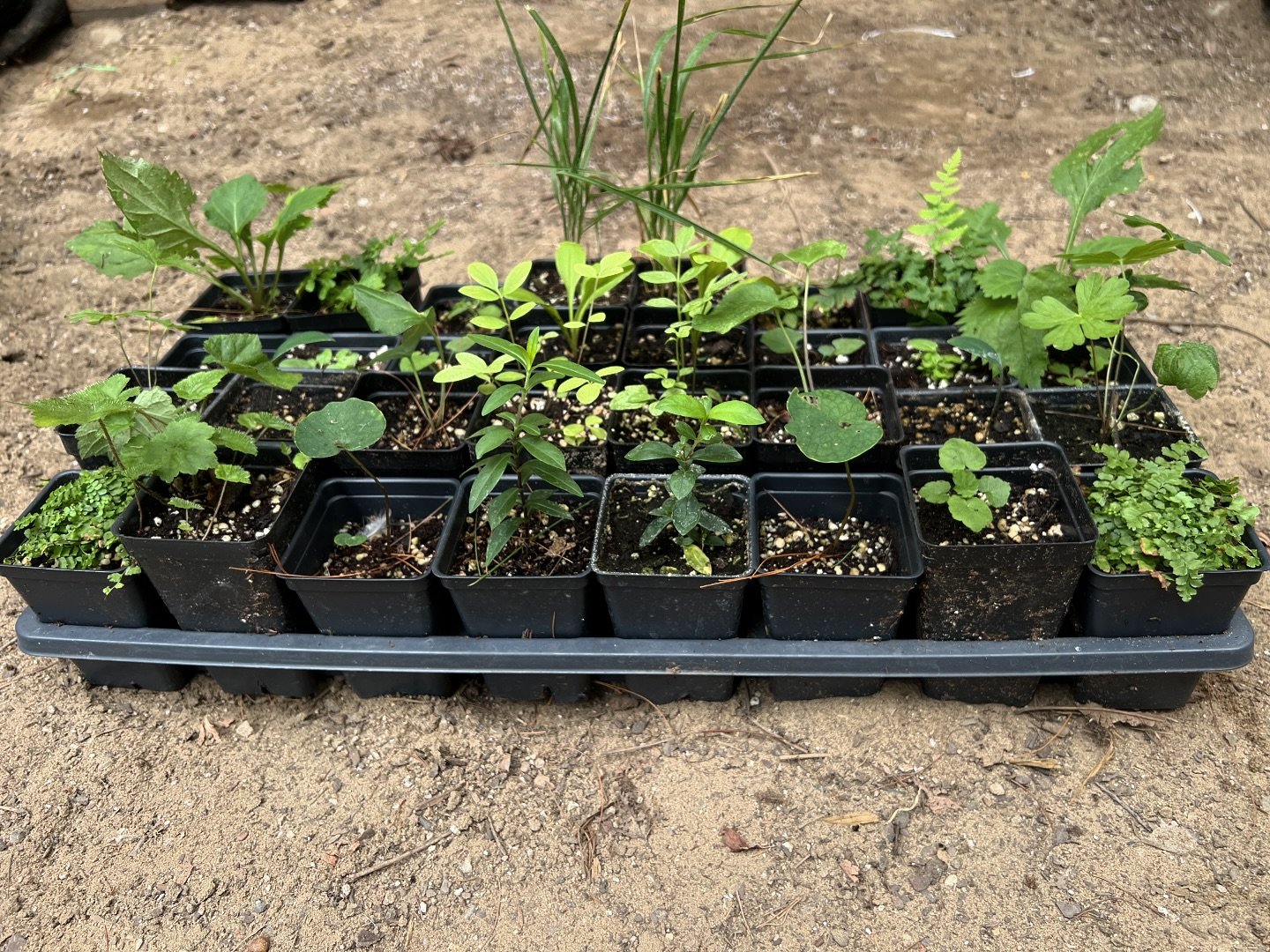 Yesterday we spent some time creating our free raffle woodland garden to be given away at our upcoming sale. This garden boasts a whopping 16 species including:

Beak grass
Zig zag goldenrod 
Blue stemmed goldenrod
Marginal wood fern
Wood poppy
Cardi