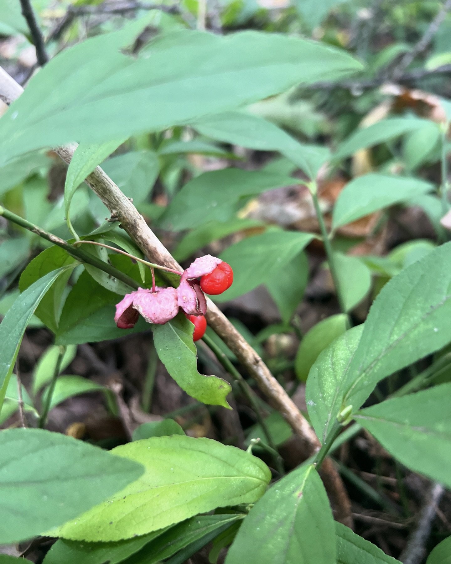 New for 2025. Anyone know this woodland plant?

#wildgingerwoodlands #woodlandplants #woodlsndwildflowers #groundcover #nativeplants