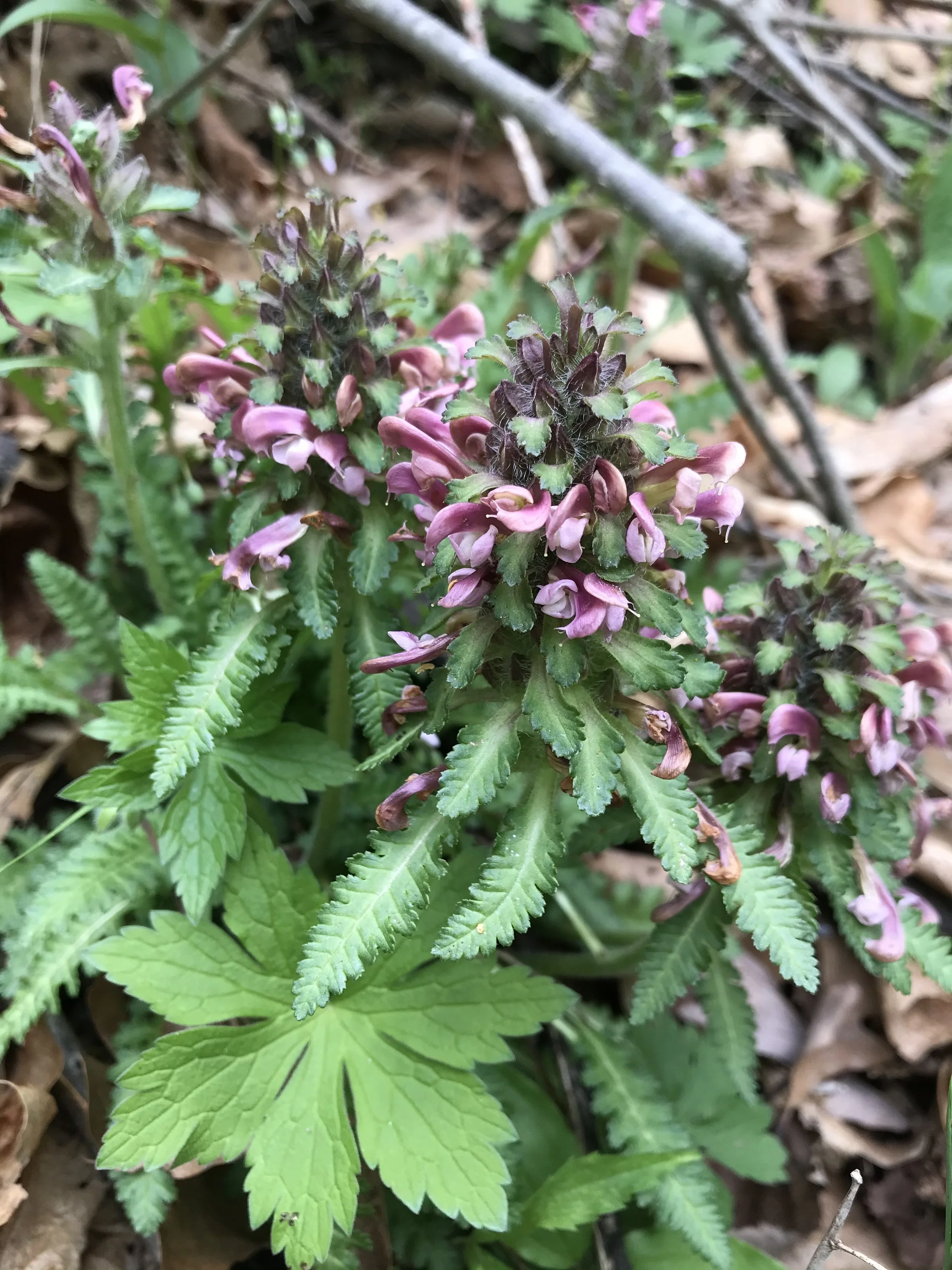 Welcome to 2026 at Wild Ginger Woodlands