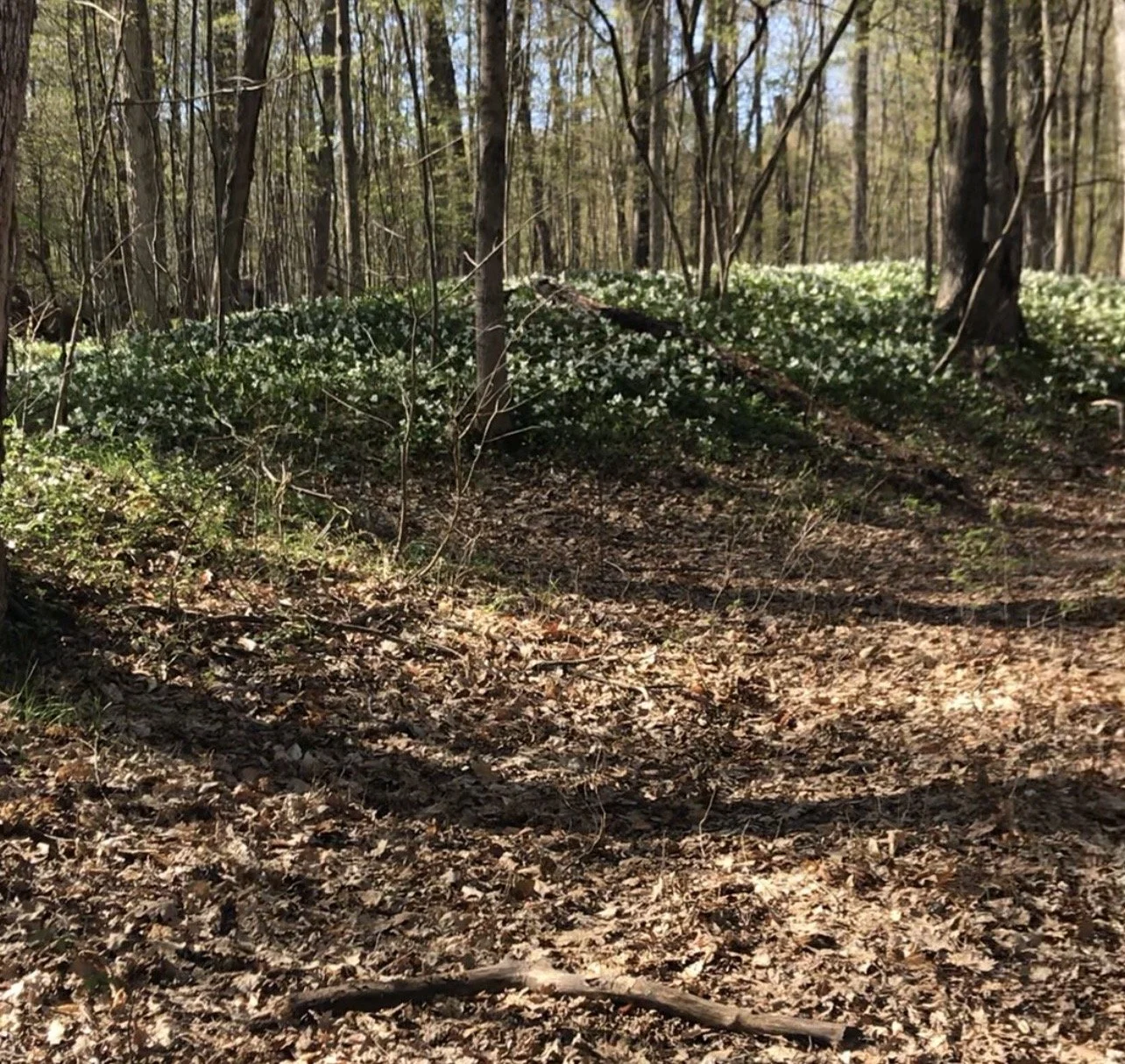 The Importance of Organic Matter in the Soil