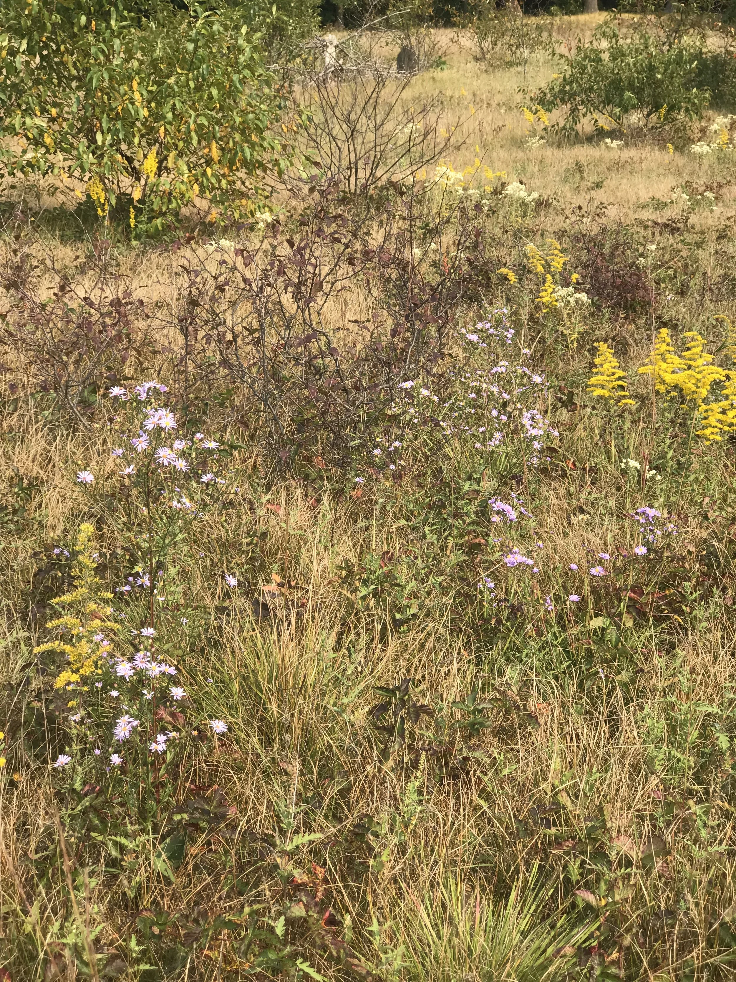 Matrix Planting for the Woodland Garden