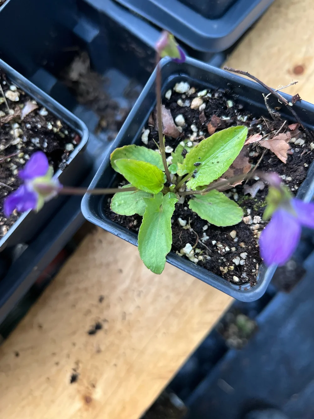 Arrow-leaved Violet (Viola sagittata) — Wild Ginger Woodlands