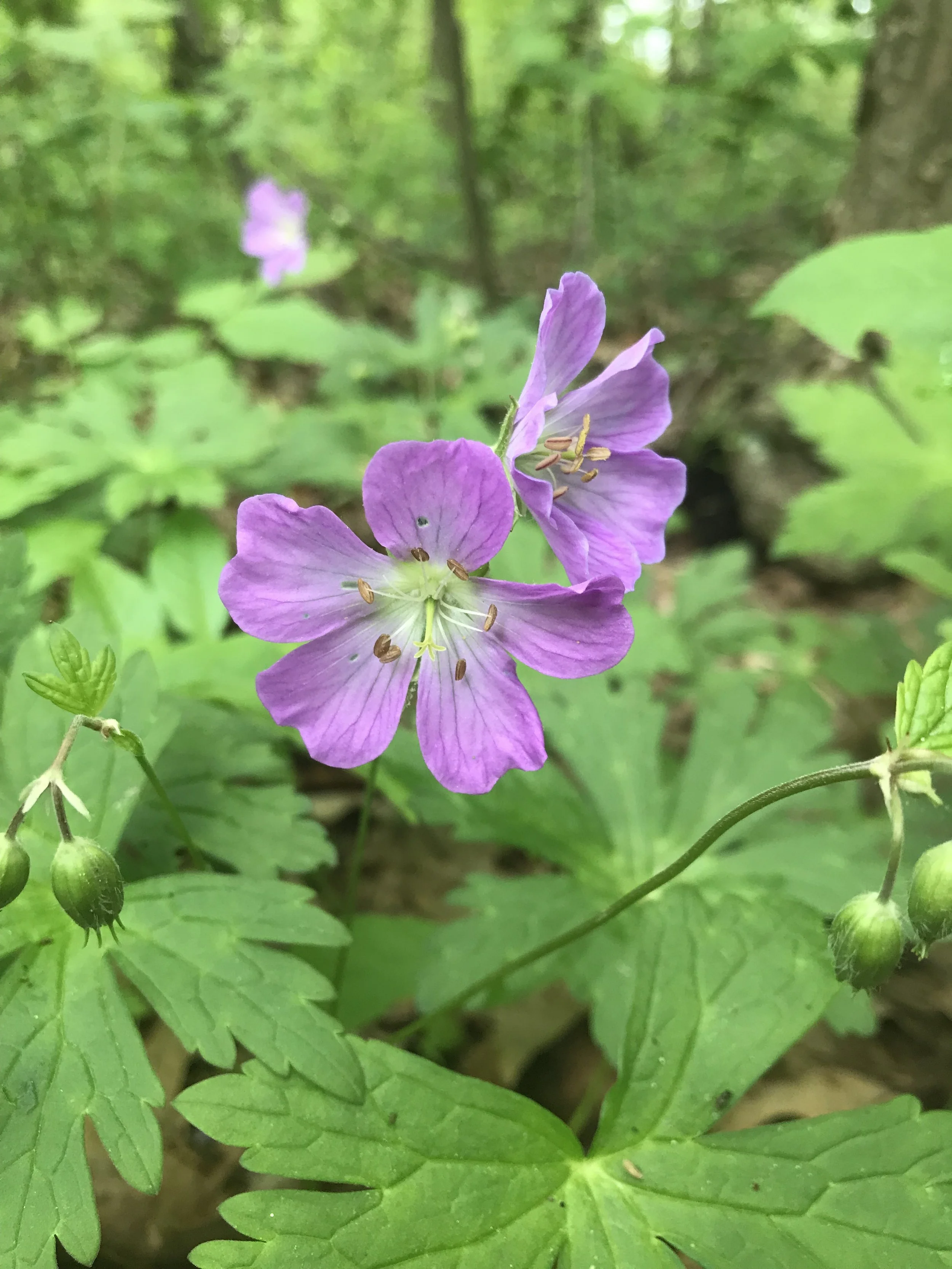 Wild Ginger Woodlands 3rd Annual Sale