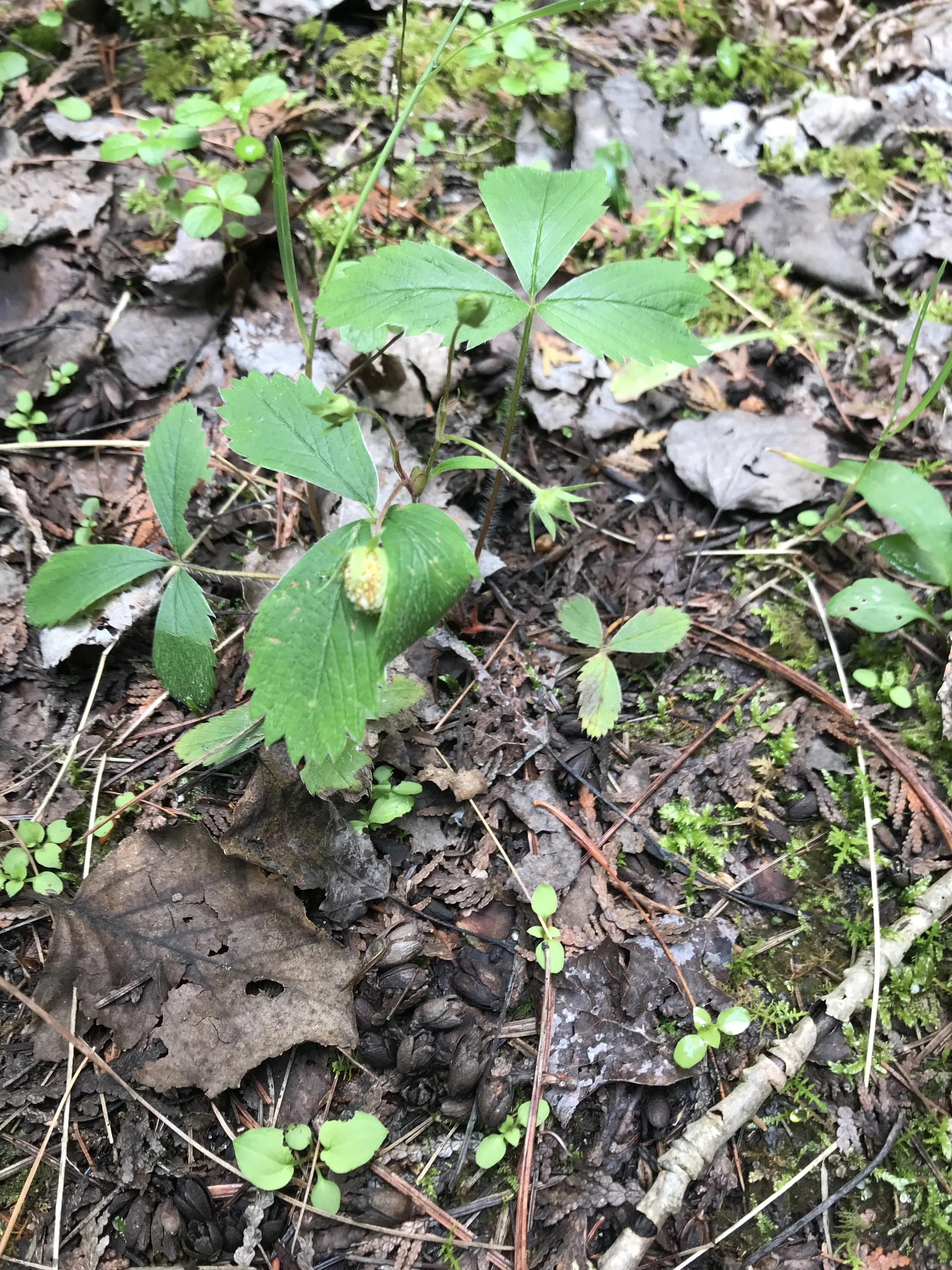 This photo has unseen, but growing fruits dangling off flower stems.  You can also see the red stolons that allow these plants to spread and form a ground cover.