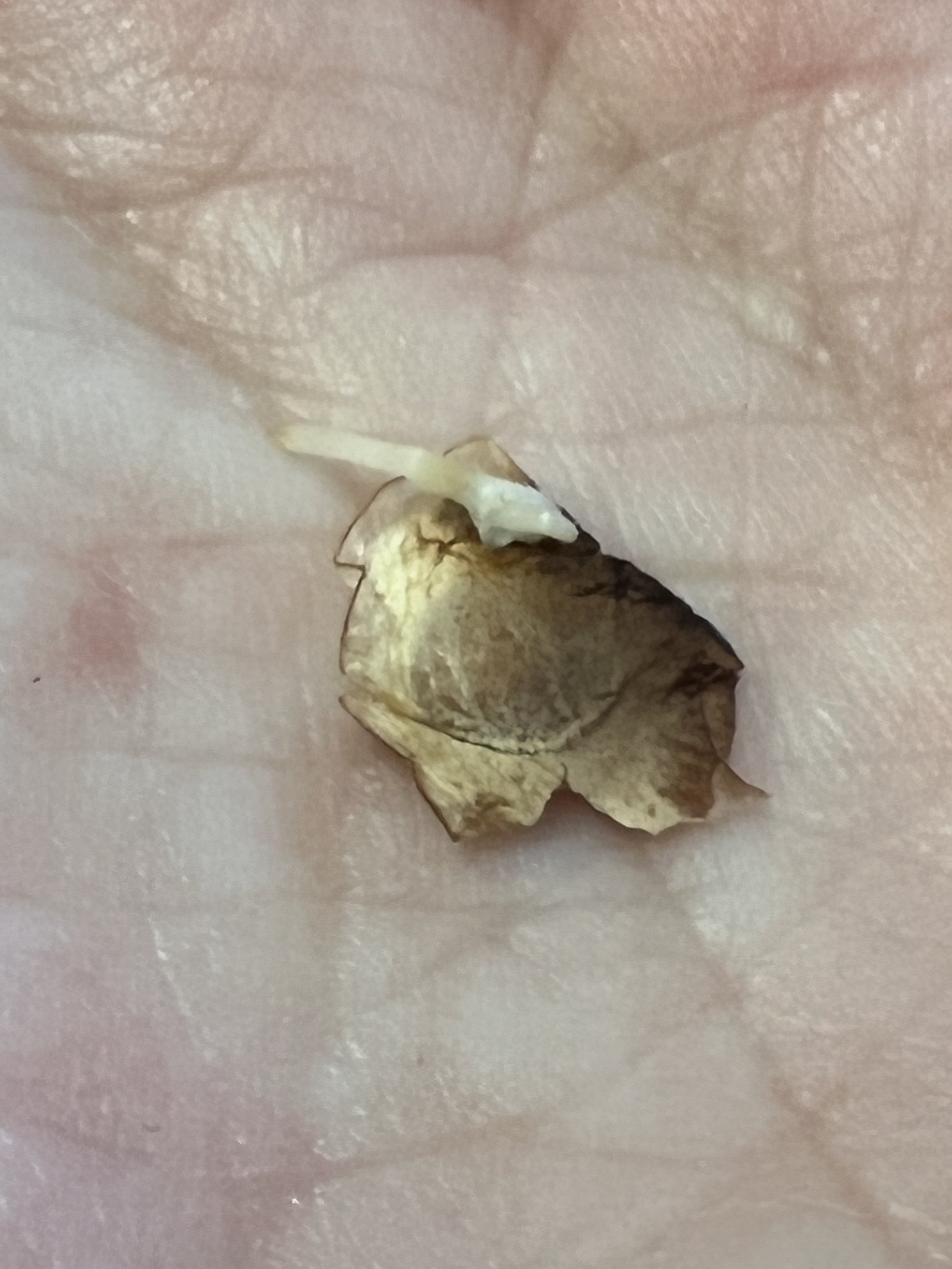 A single brown seed with wings that has germinated and has roots sticking out of the seed.