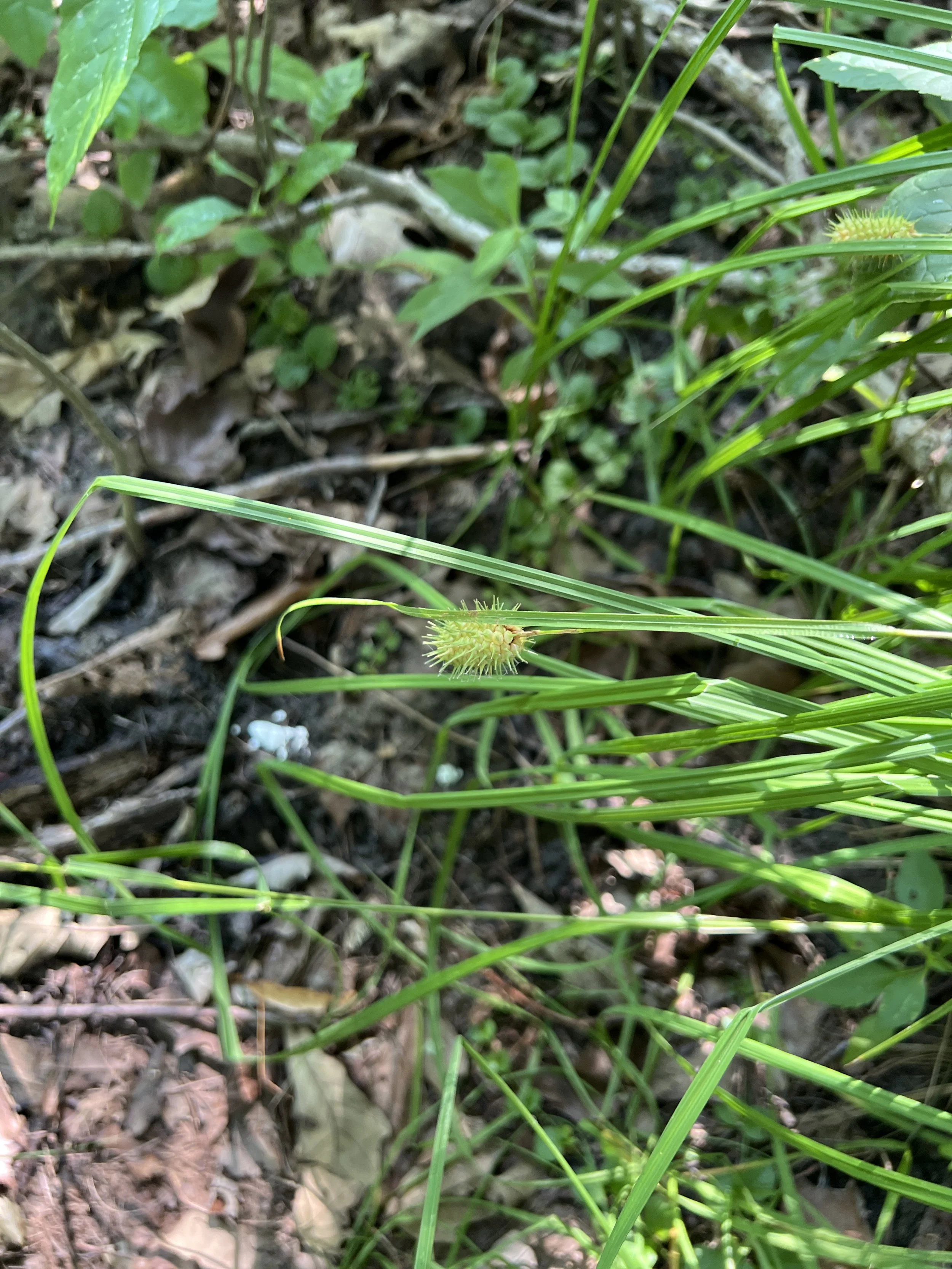At the end of the season, the flowering stems of Carex squarrosa droop to the side.