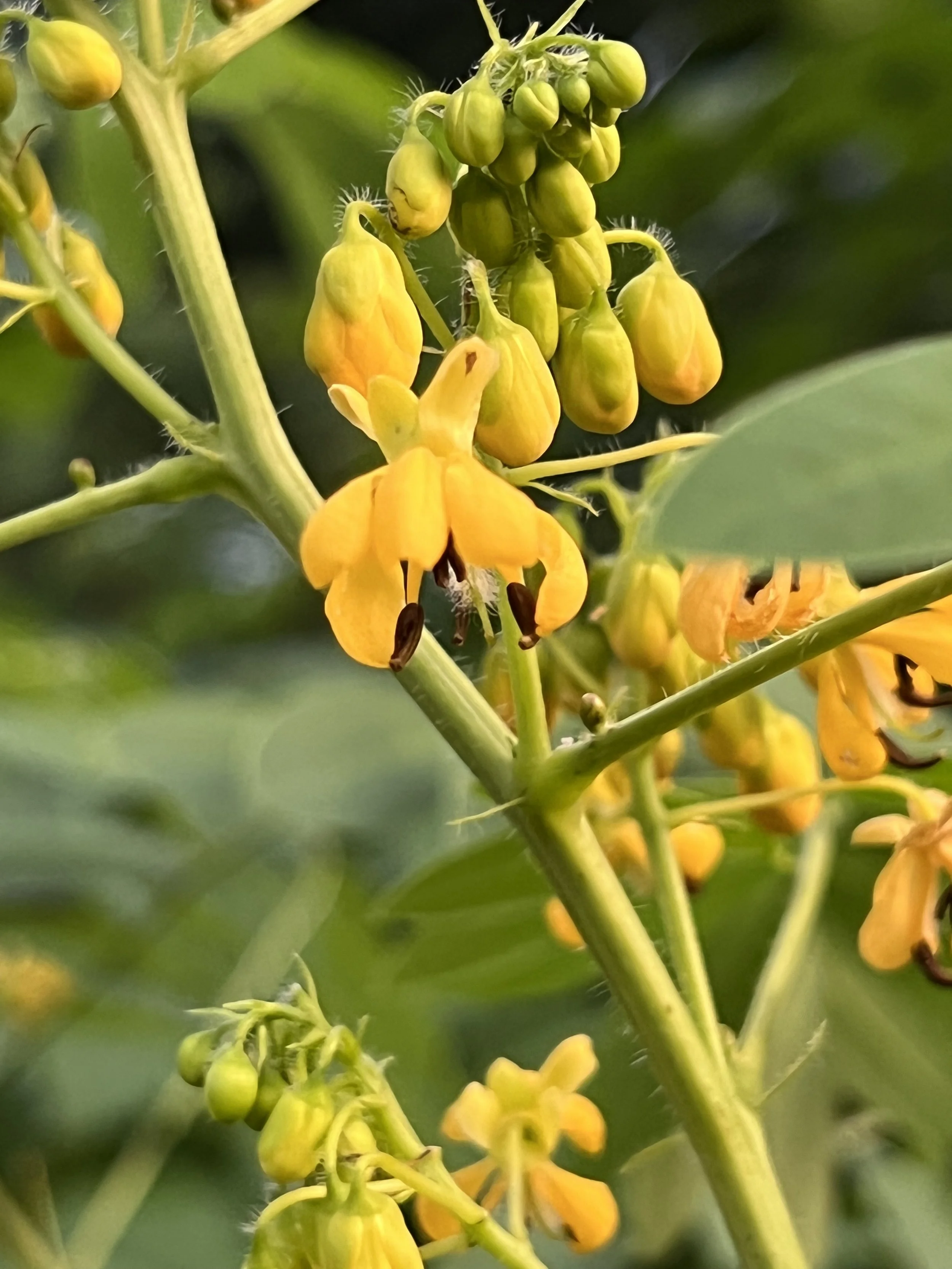 Wild Senna (Senna hebecarpa)