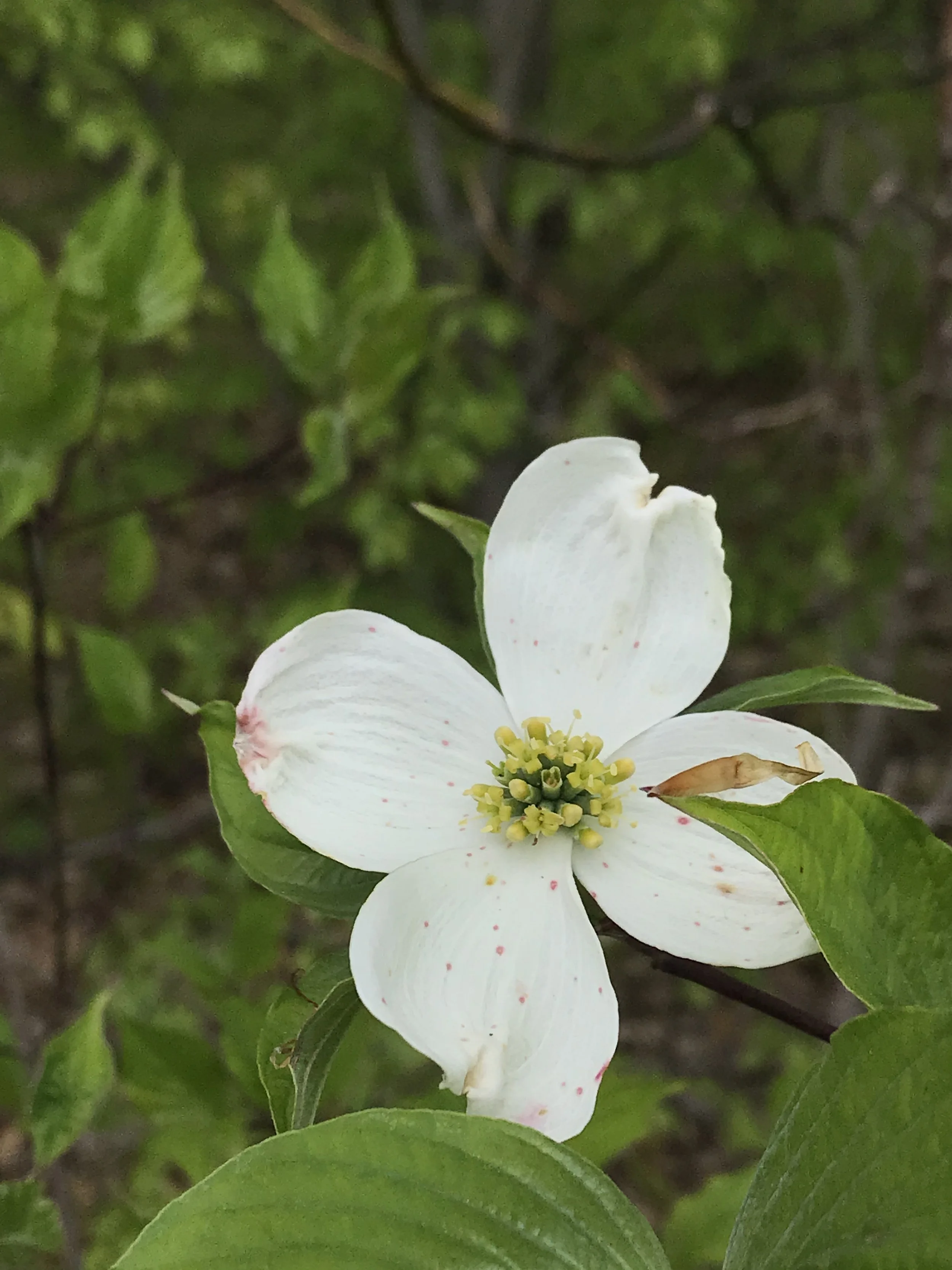 Flowering Dogwood (Cornus florida)