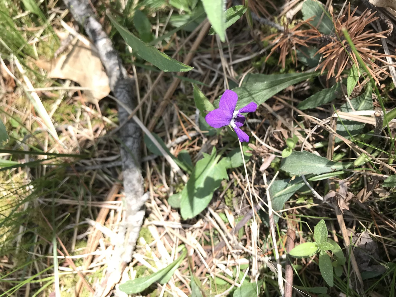 Arrow-leaved Violet (Viola sagittata) — Wild Ginger Woodlands