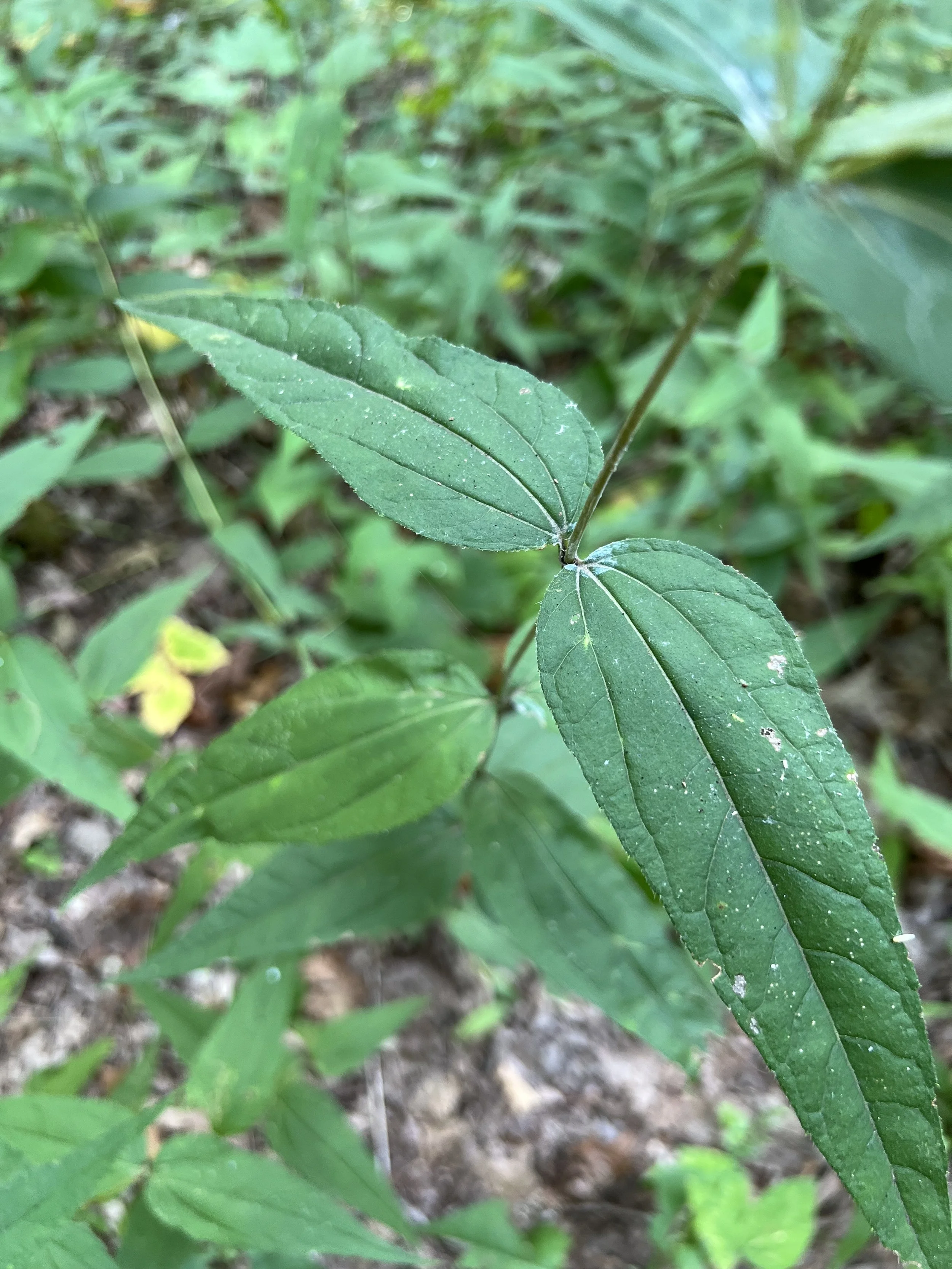 Leaves of woodland sunflower touch the central stem.  They are opposite each other and have three main veins that go all the way to the stem.  Away from the stem, they taper to a point.