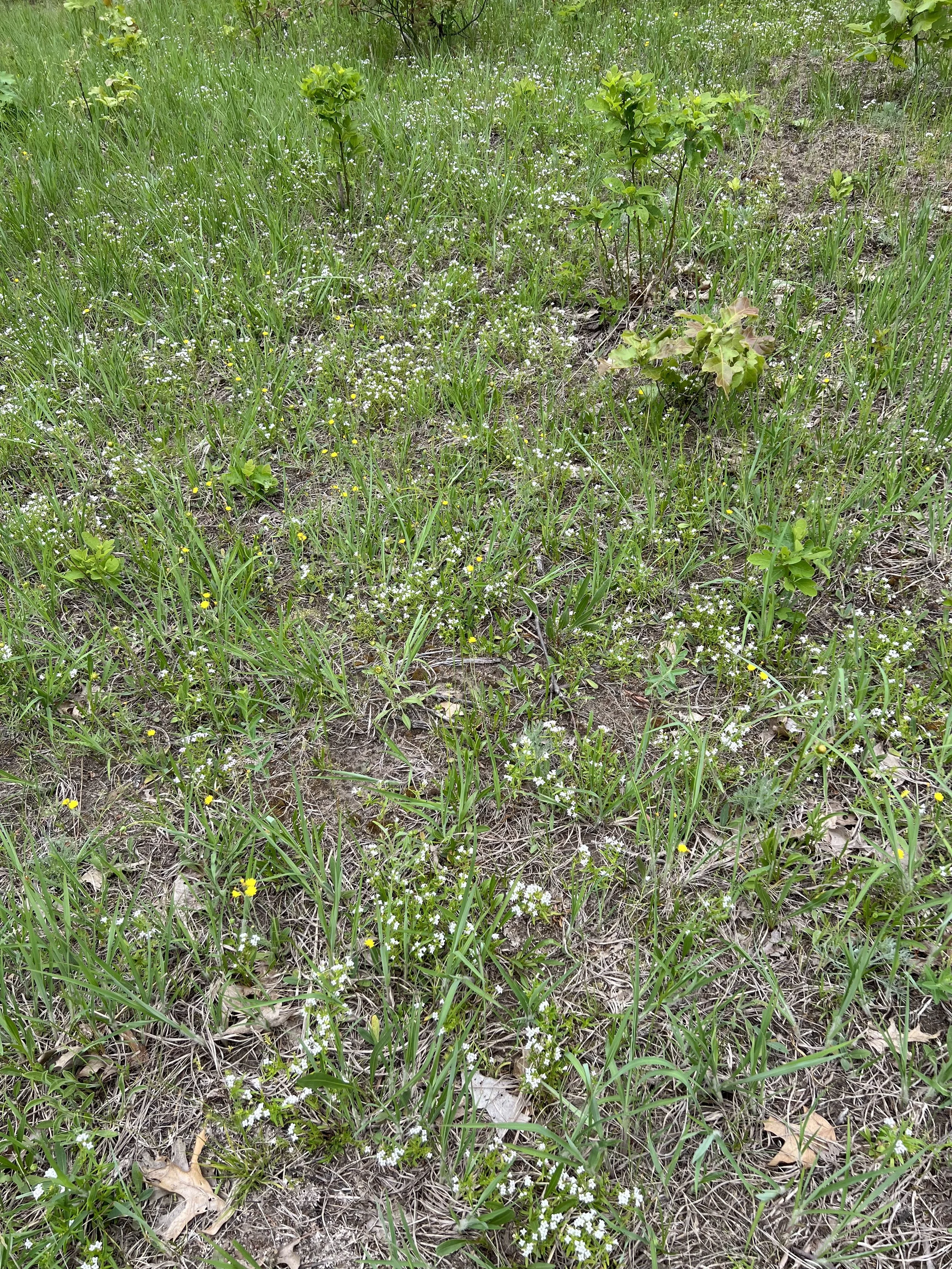 One section of an open field is full of blooming Canada bluet.