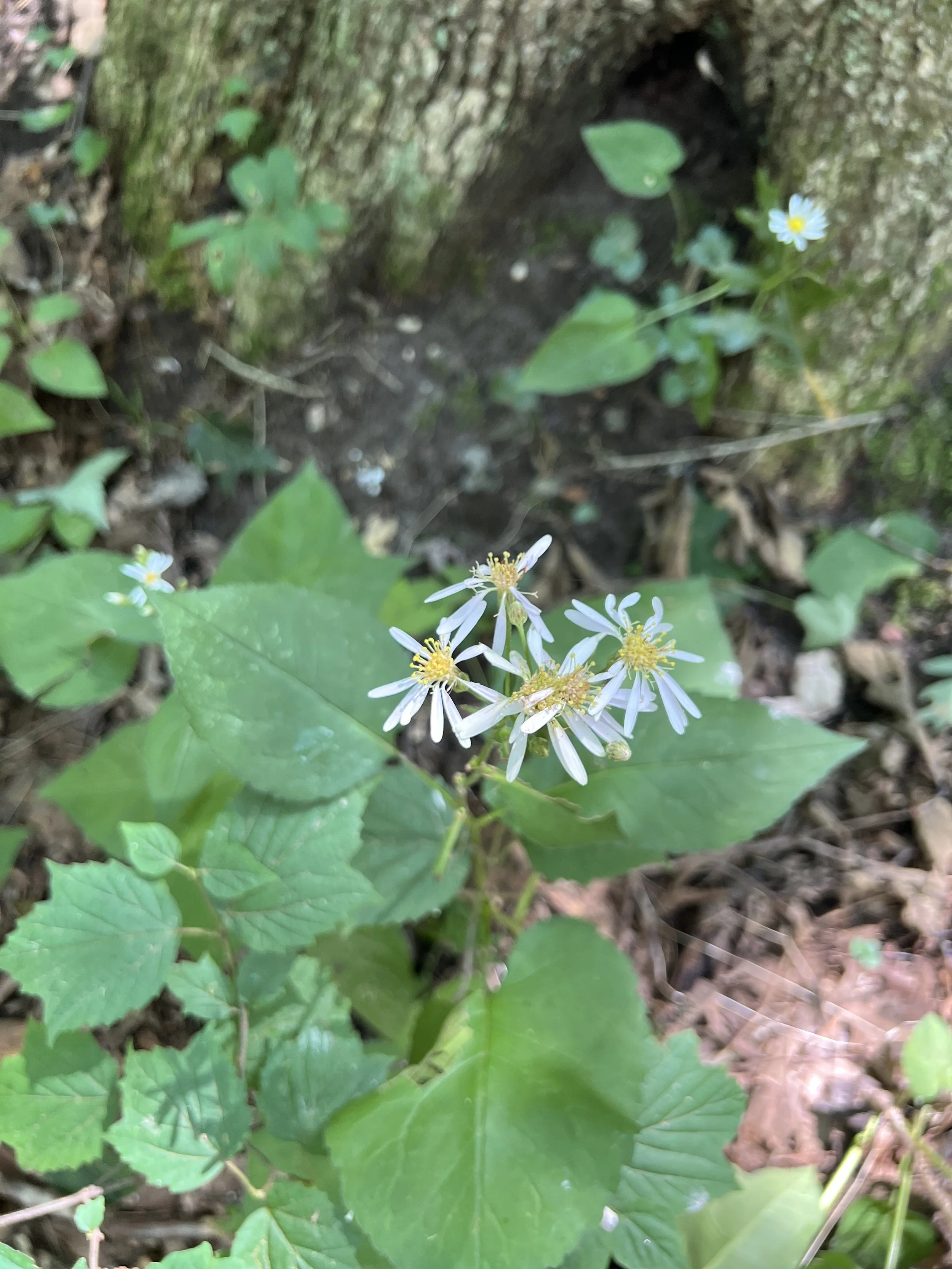 Big Leaf Aster (Eurybia macrophylla)