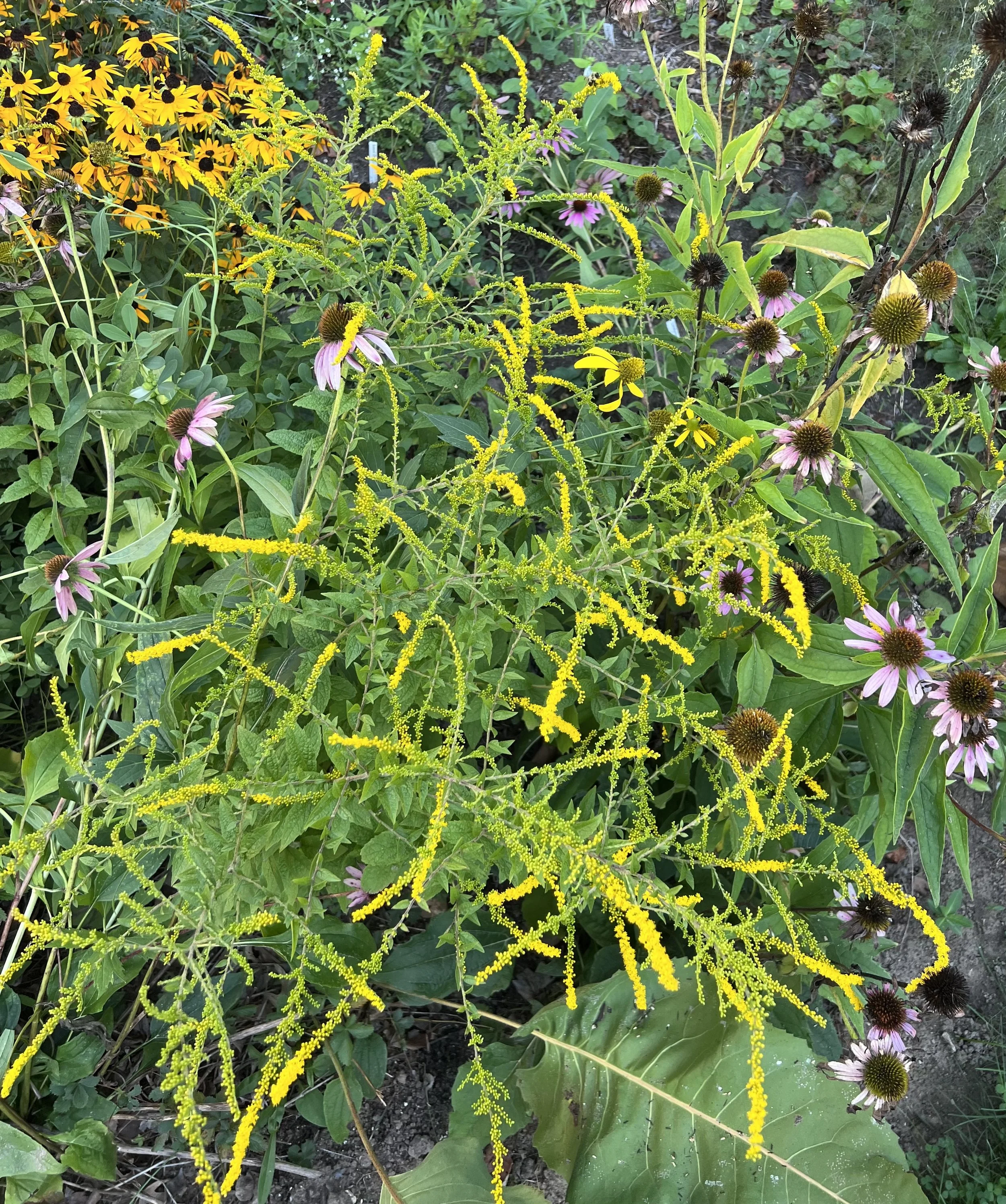 Rough goldenrod looks almost like fireworks with wands of small yelow flowers.