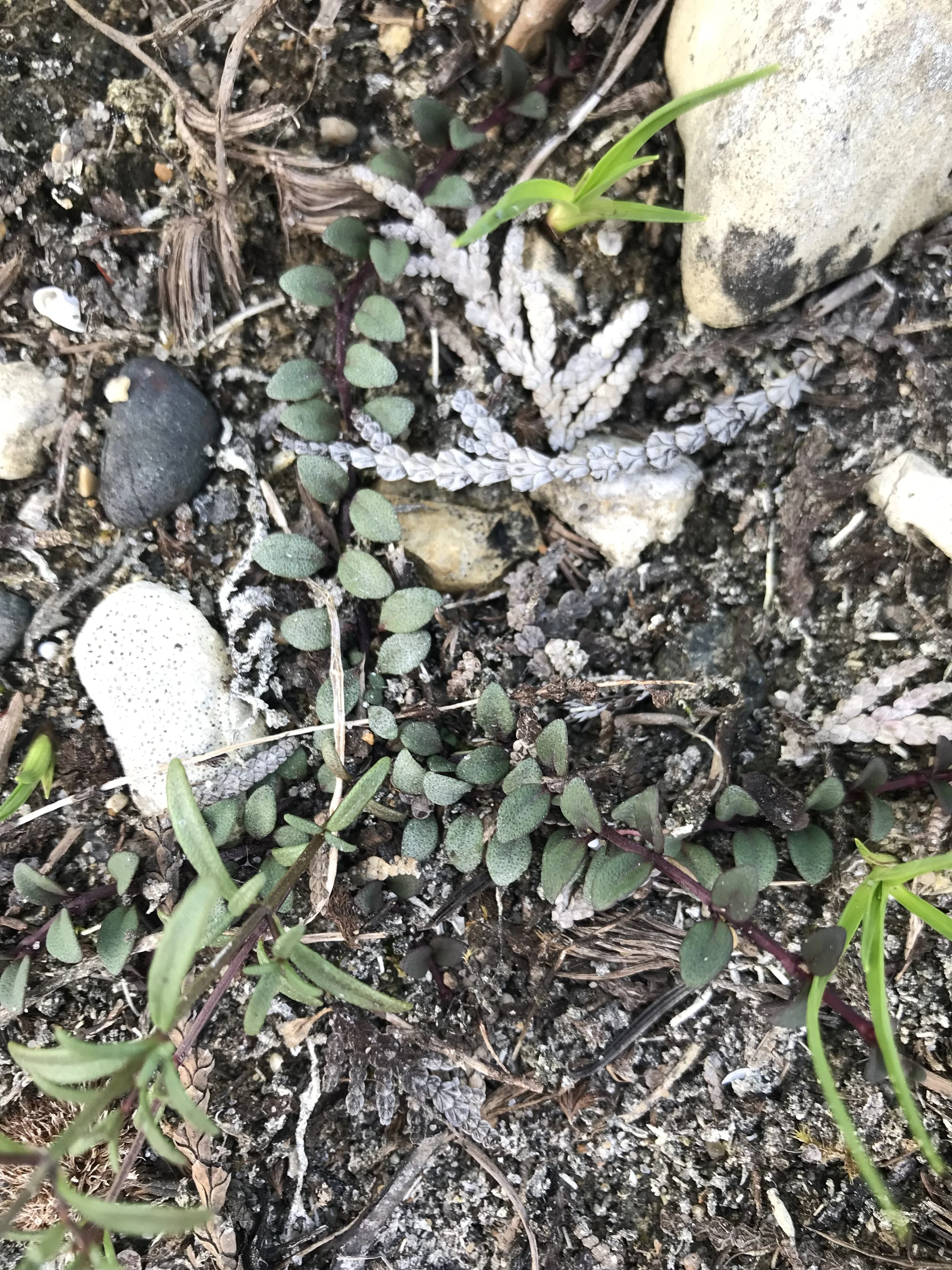 Basal leaves of Limestone Calamint
