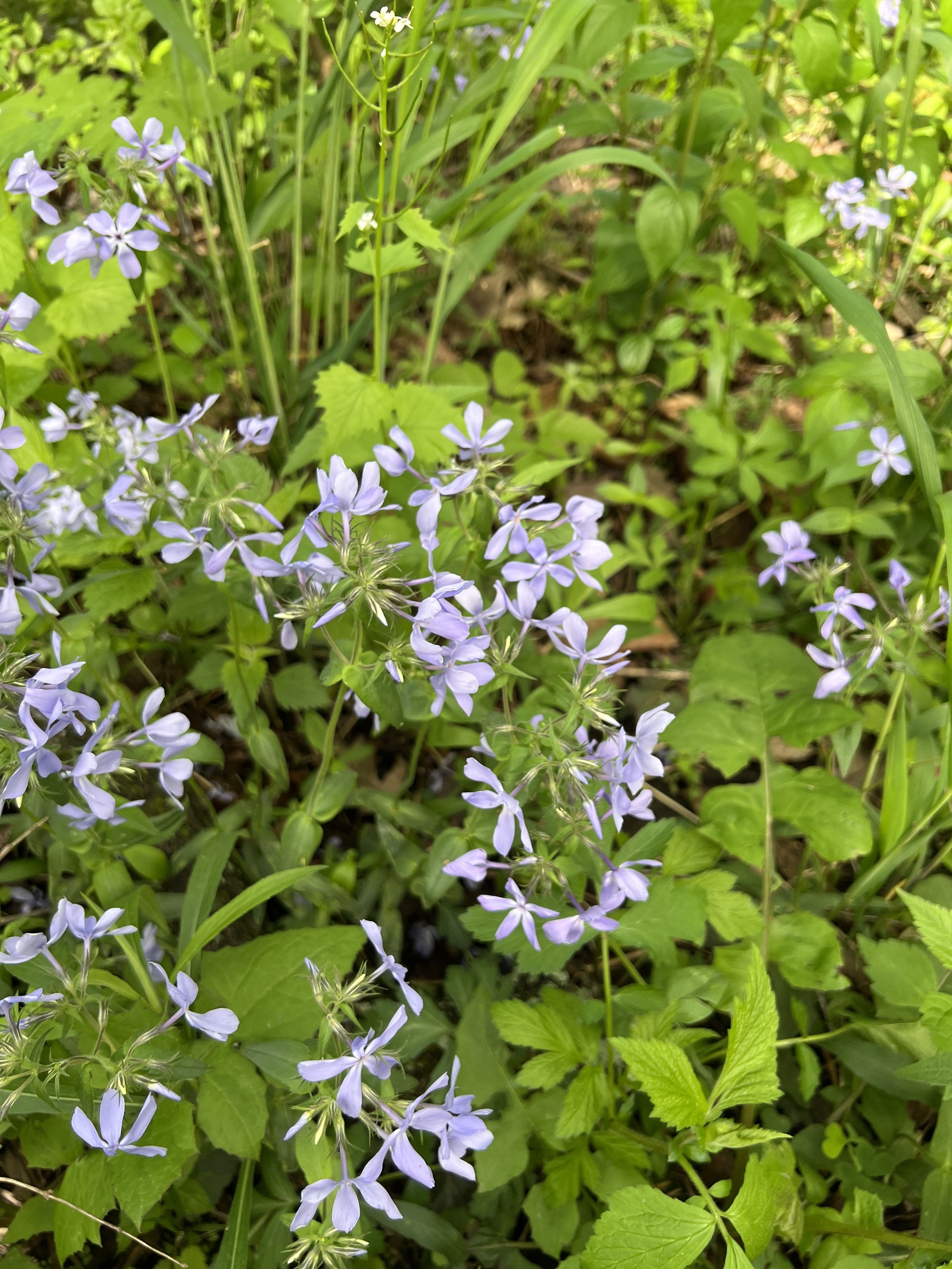 IMG_4581.jpeg