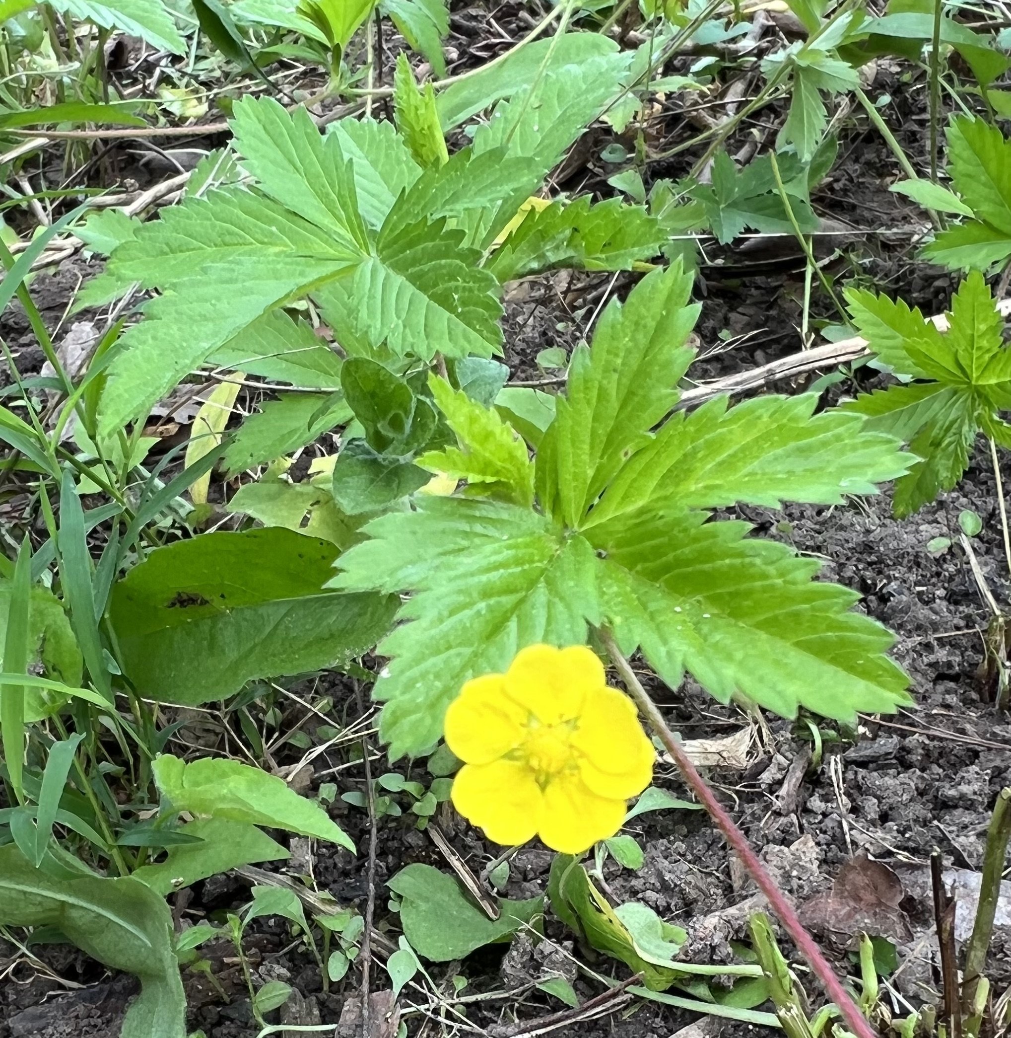 Common Cinquefoil (Potentilla simplex)