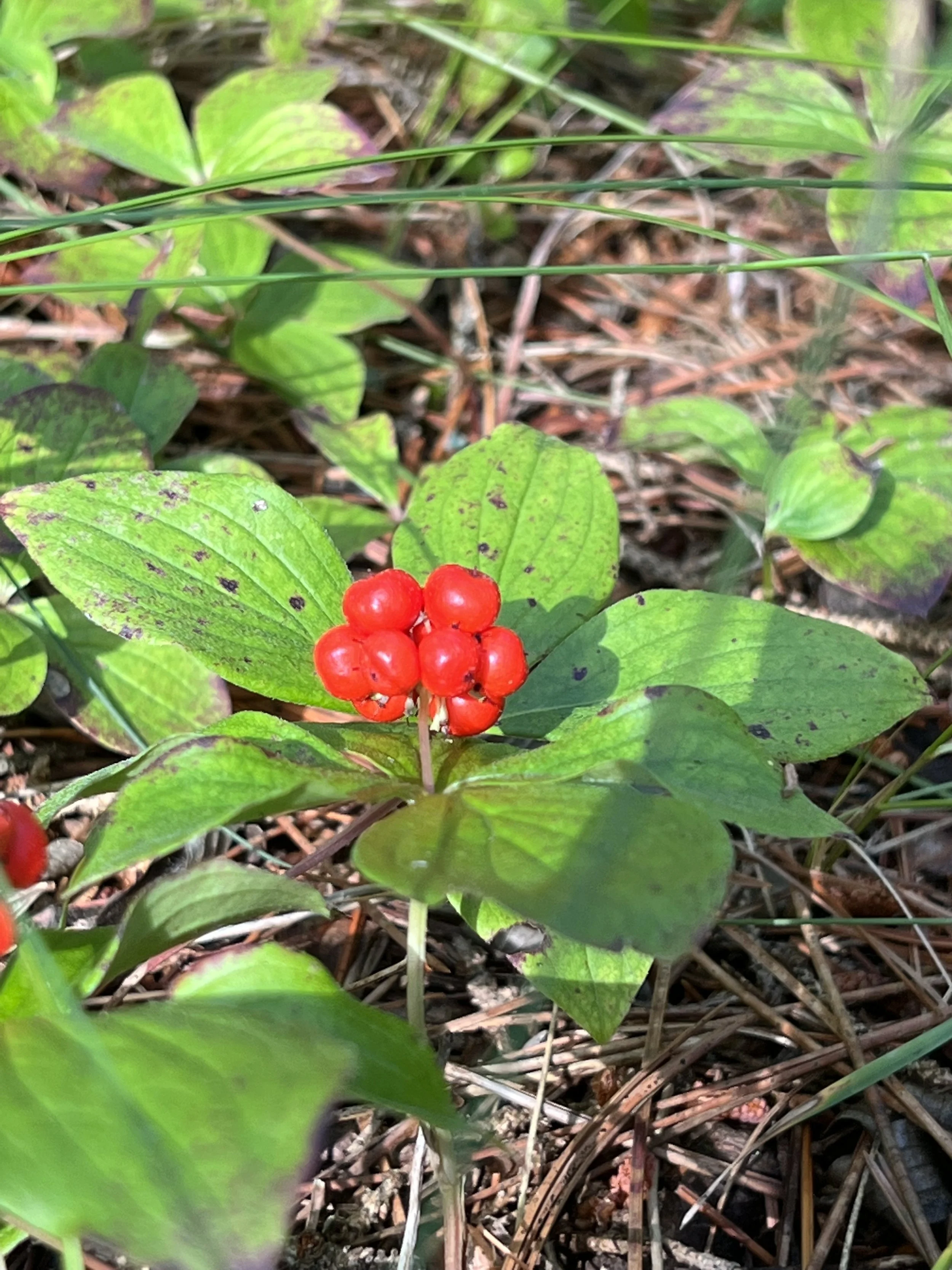 Bunchberry (Cornus canadensis)