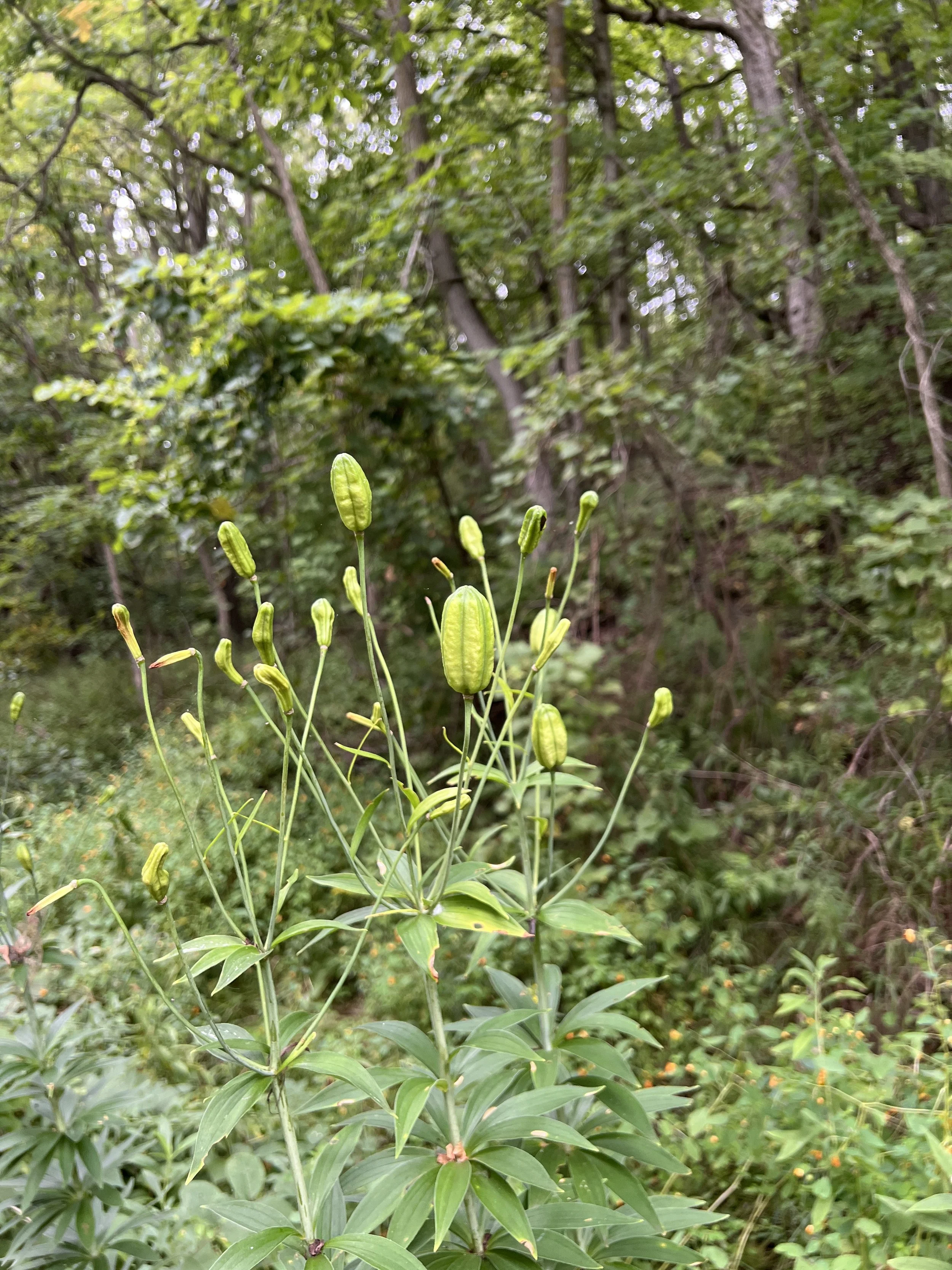 This image shows the top of a Michigan Lily plant that is past its flowering time. It has large green ovaries full of developing seeds.