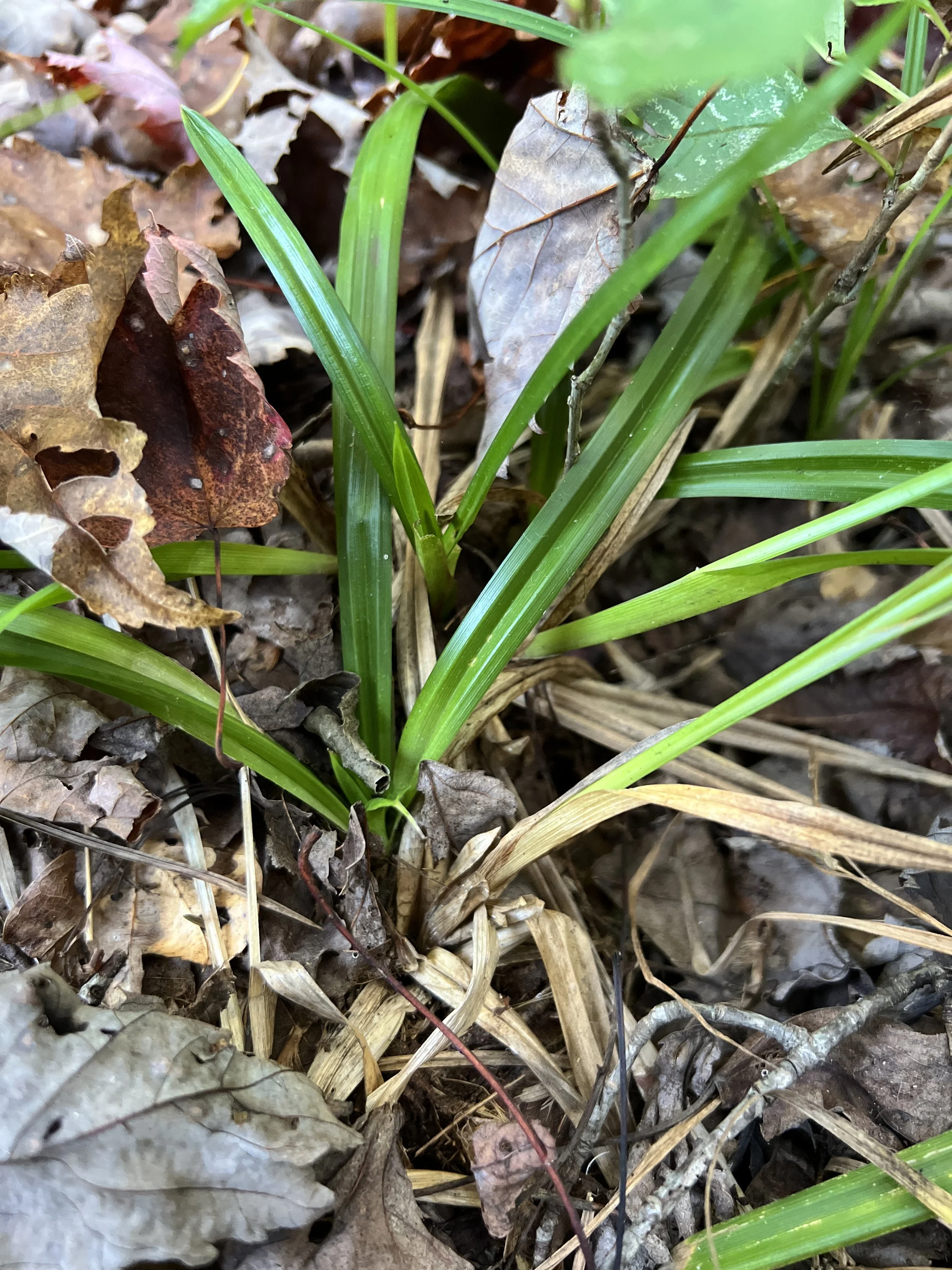 Basal leaves of northern long sedge.  Leaves are about one half centimeter wide. The base of the plant is not red.