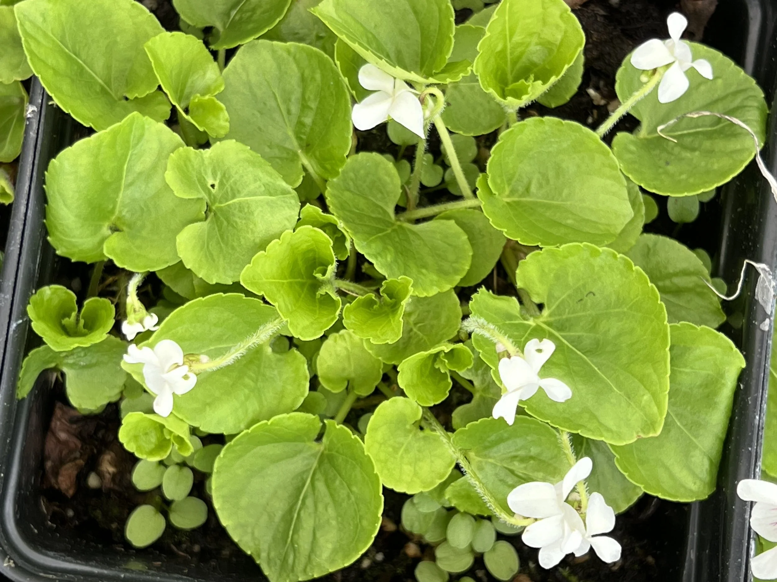 Sweet white violet has white flowers and light green heart-shaped leaves. Over time, it can spread by above ground stolons.