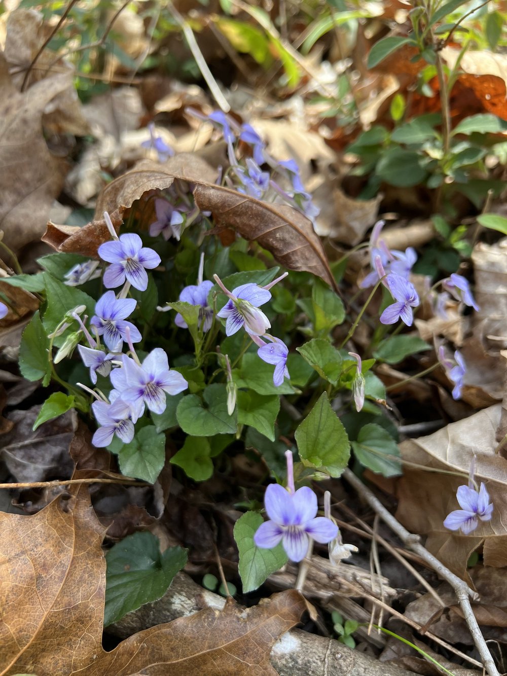 Long-spurred Violet (Viola rostrata) — Wild Ginger Woodlands