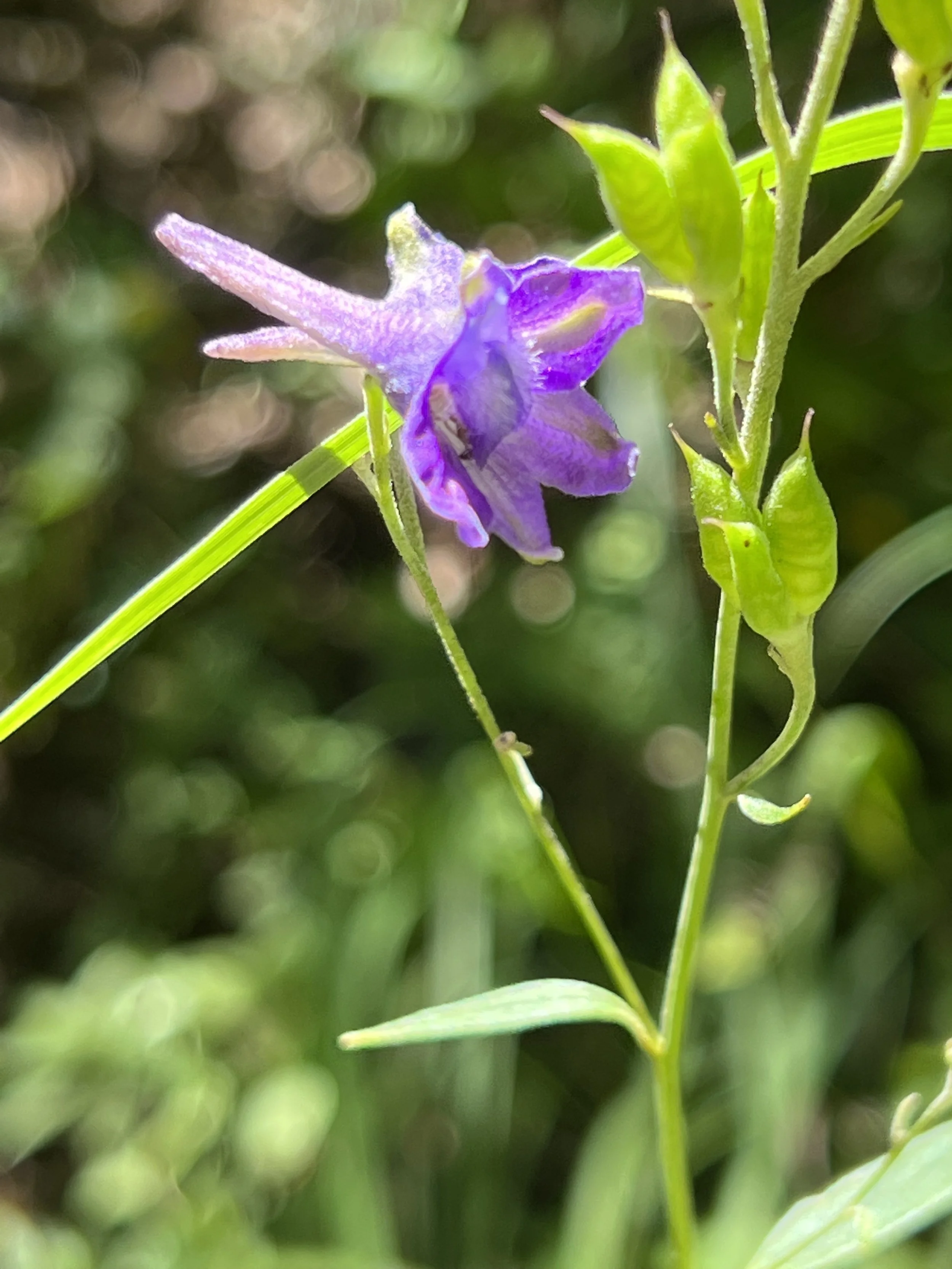 A single purple larkspur flower.  The long nectar tube means that insects with long tongues can feed on the nectar.