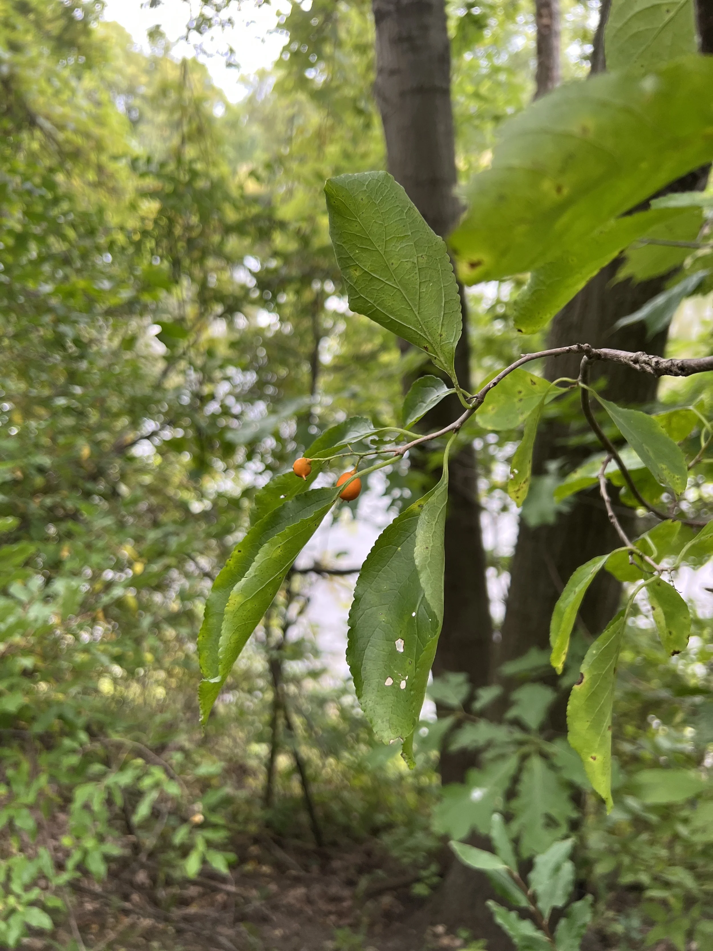 This photos shows some berries but also the narrower leaves of American bittersweet.
