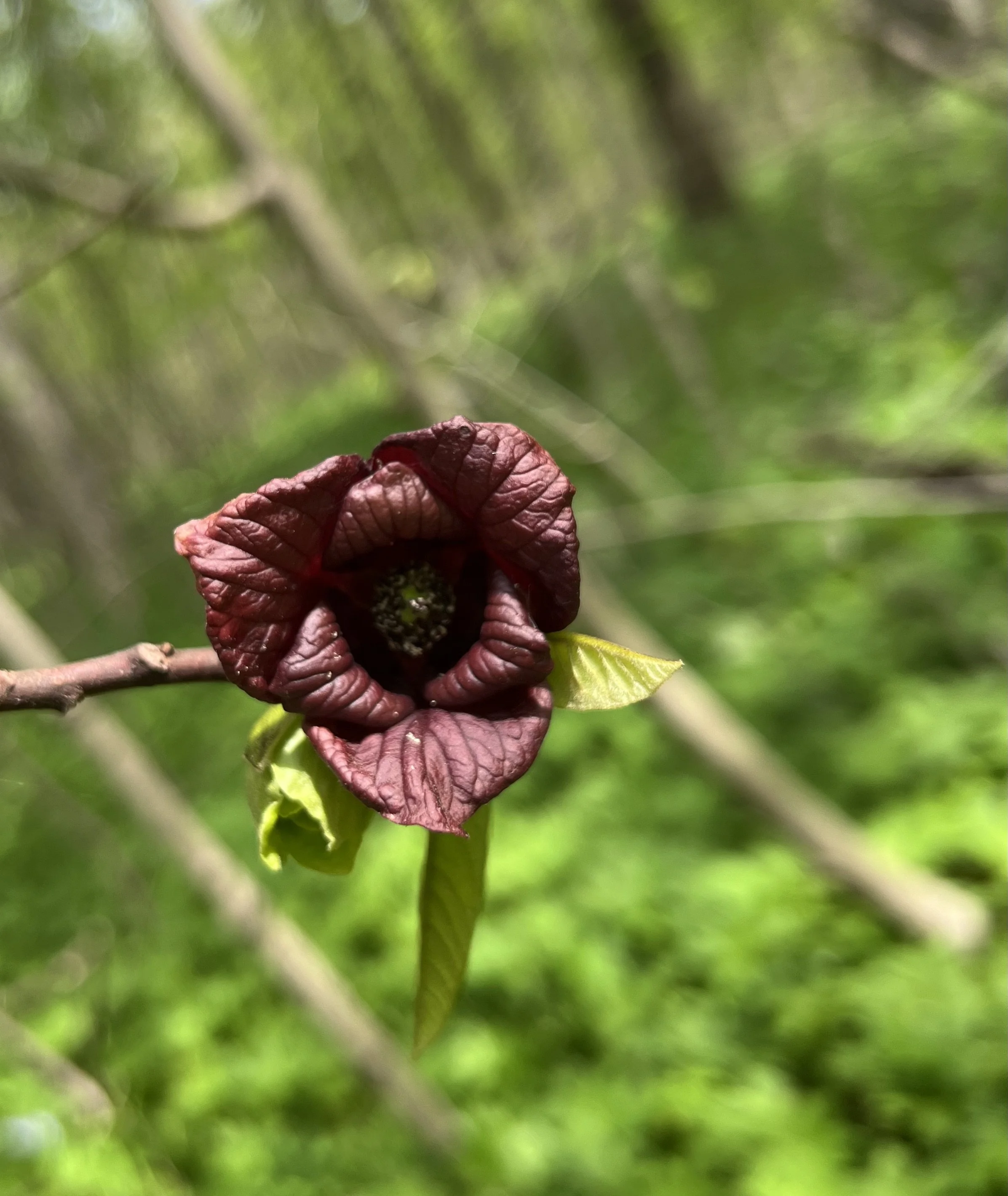 The large burgundy paw paw flower that is pollinated by flies.