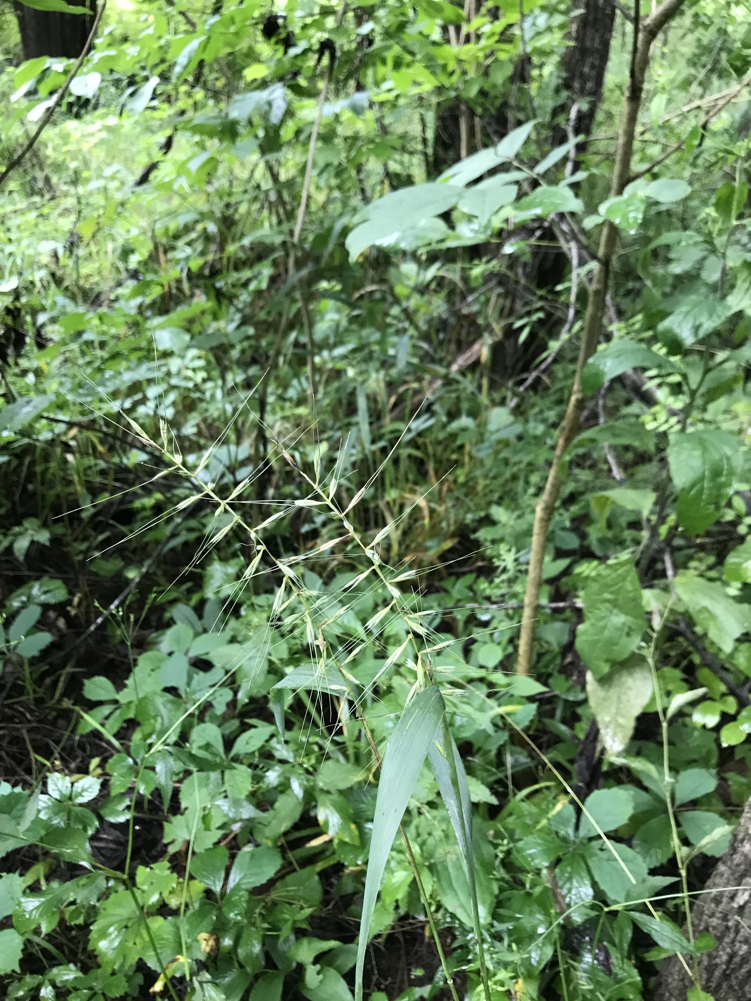 IMG_1447.jpeg