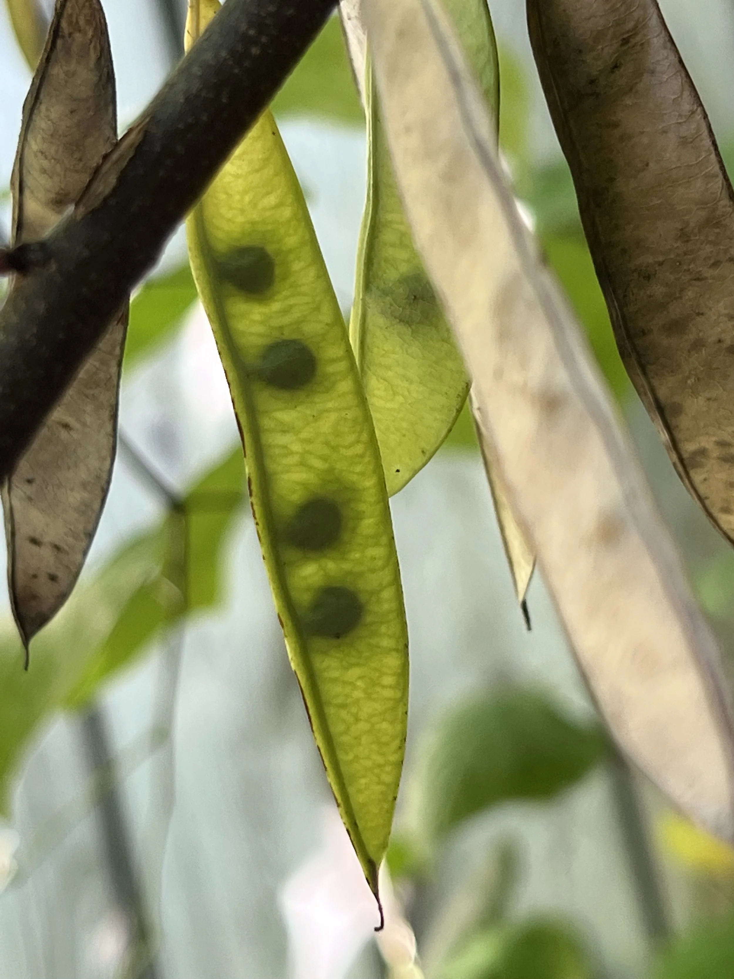 Green pods with green seeds of a redbud pod.