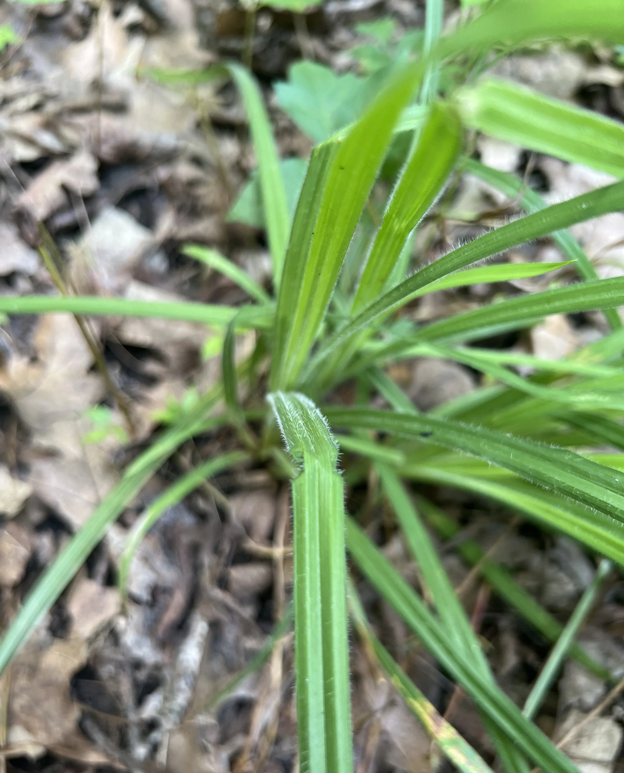 Hairy Wood Sedge (Carex hirtifolia)