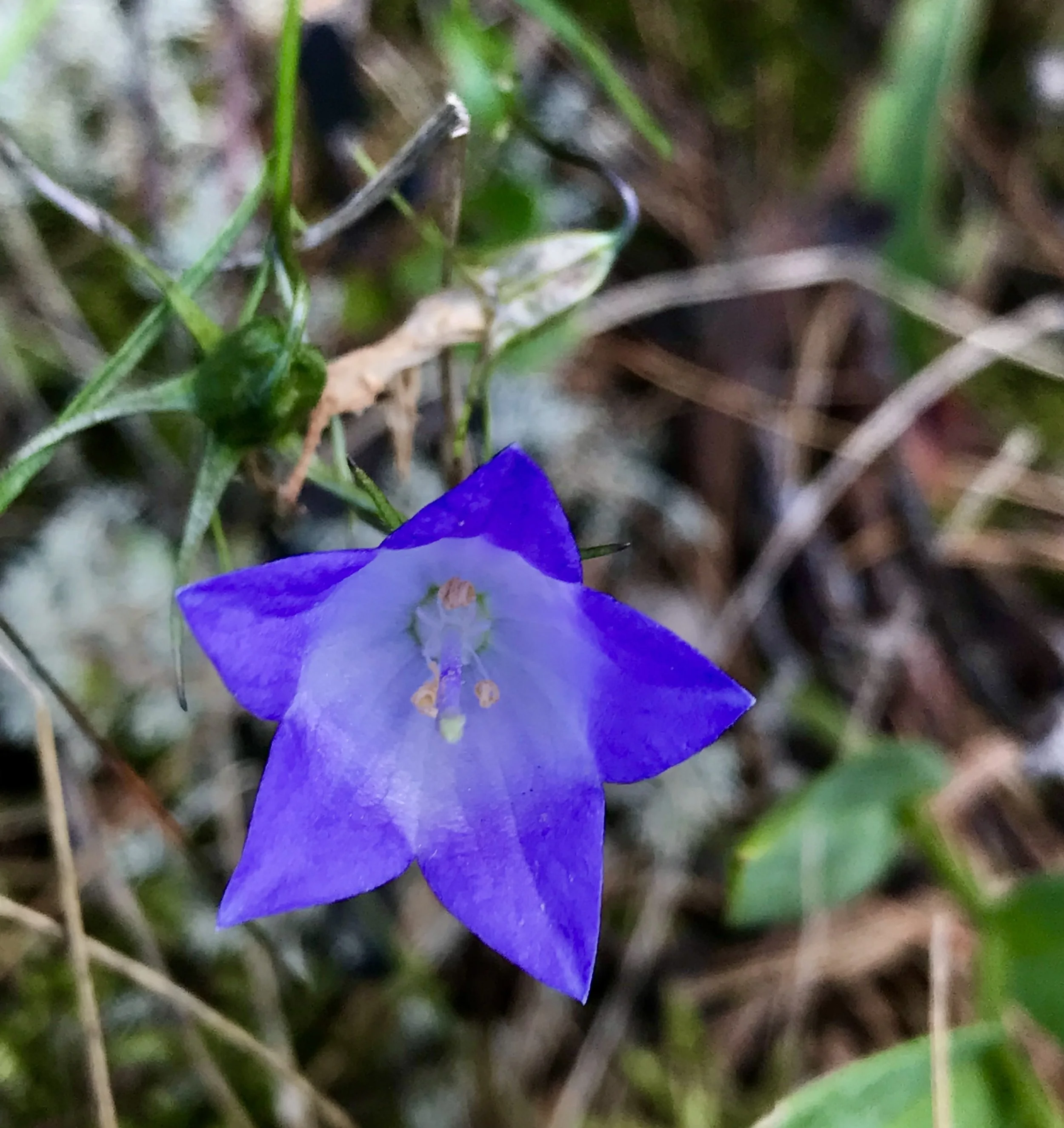 A single bell-shaped purple flower is seen in the part-shade along the Lake Michigan shoreline woodland border.