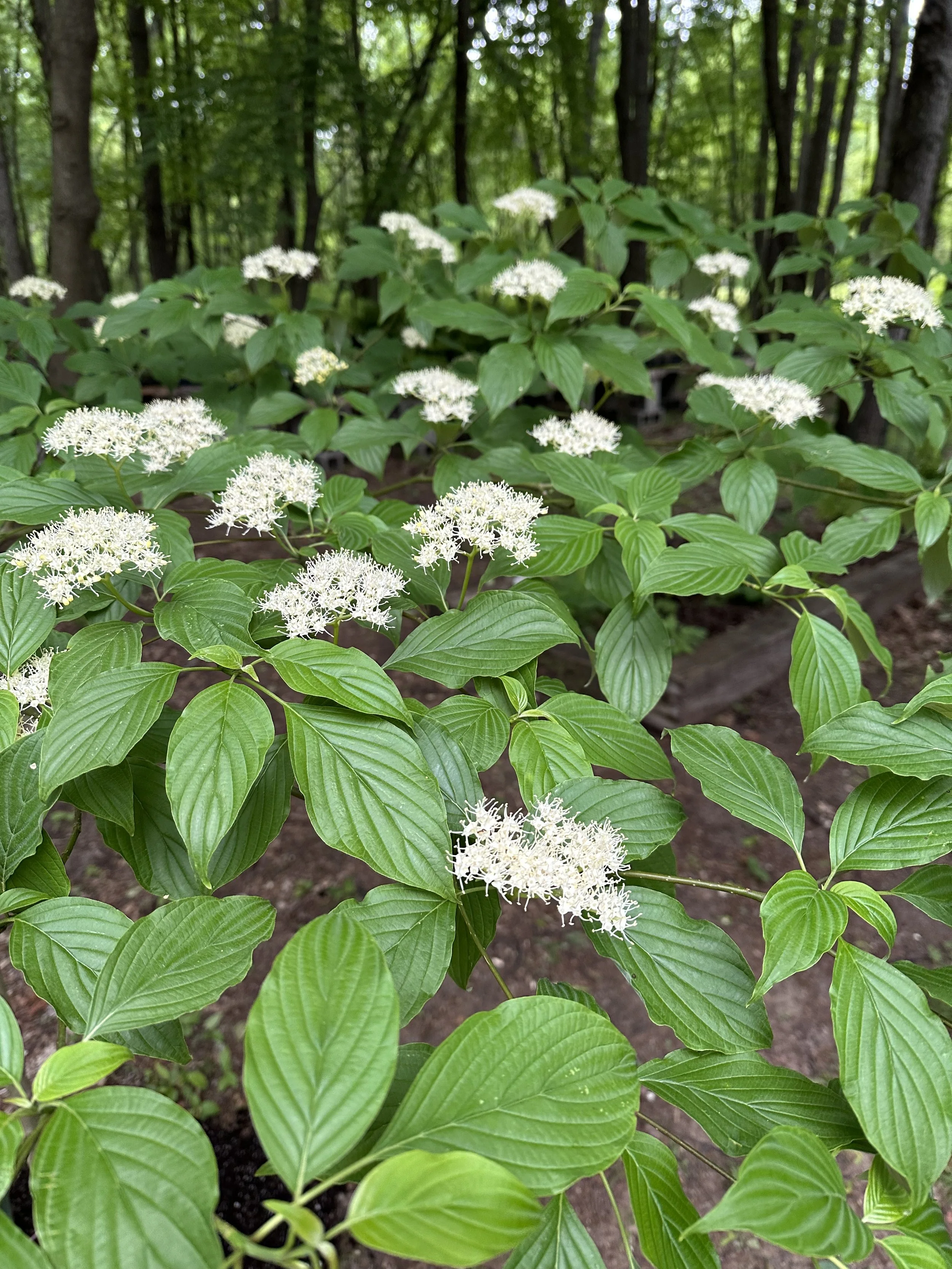 Alternate-leaved Dogwood (Cornus alternifolia)