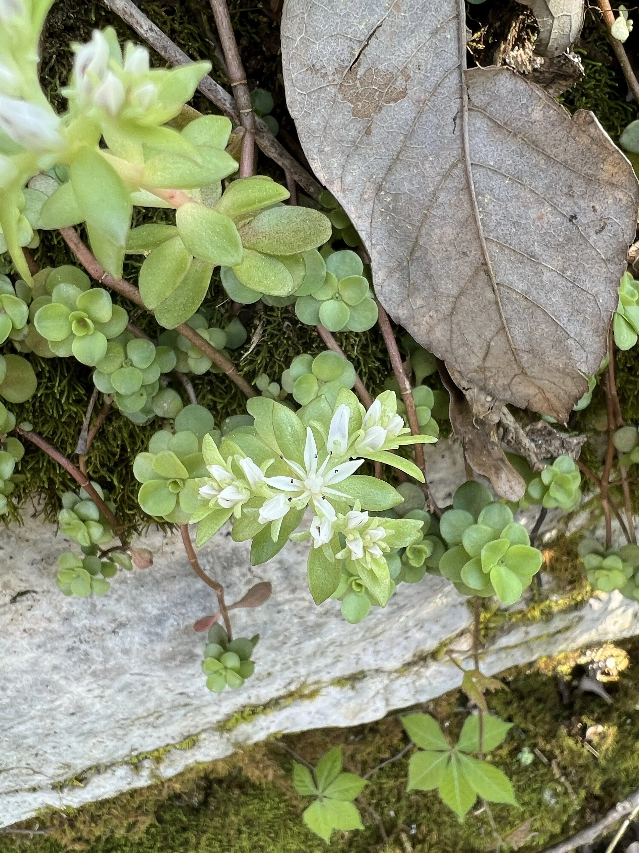 Woodland Stonecrop (Sedum ternatum)