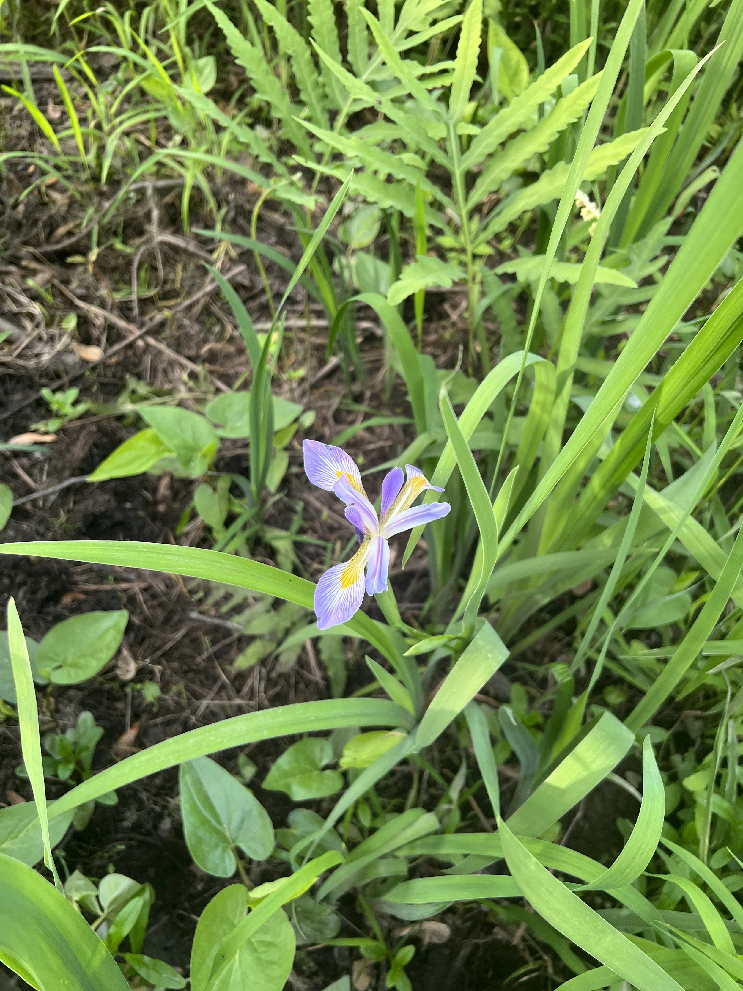 Southern Blue Flag Iris (Iris virginica)