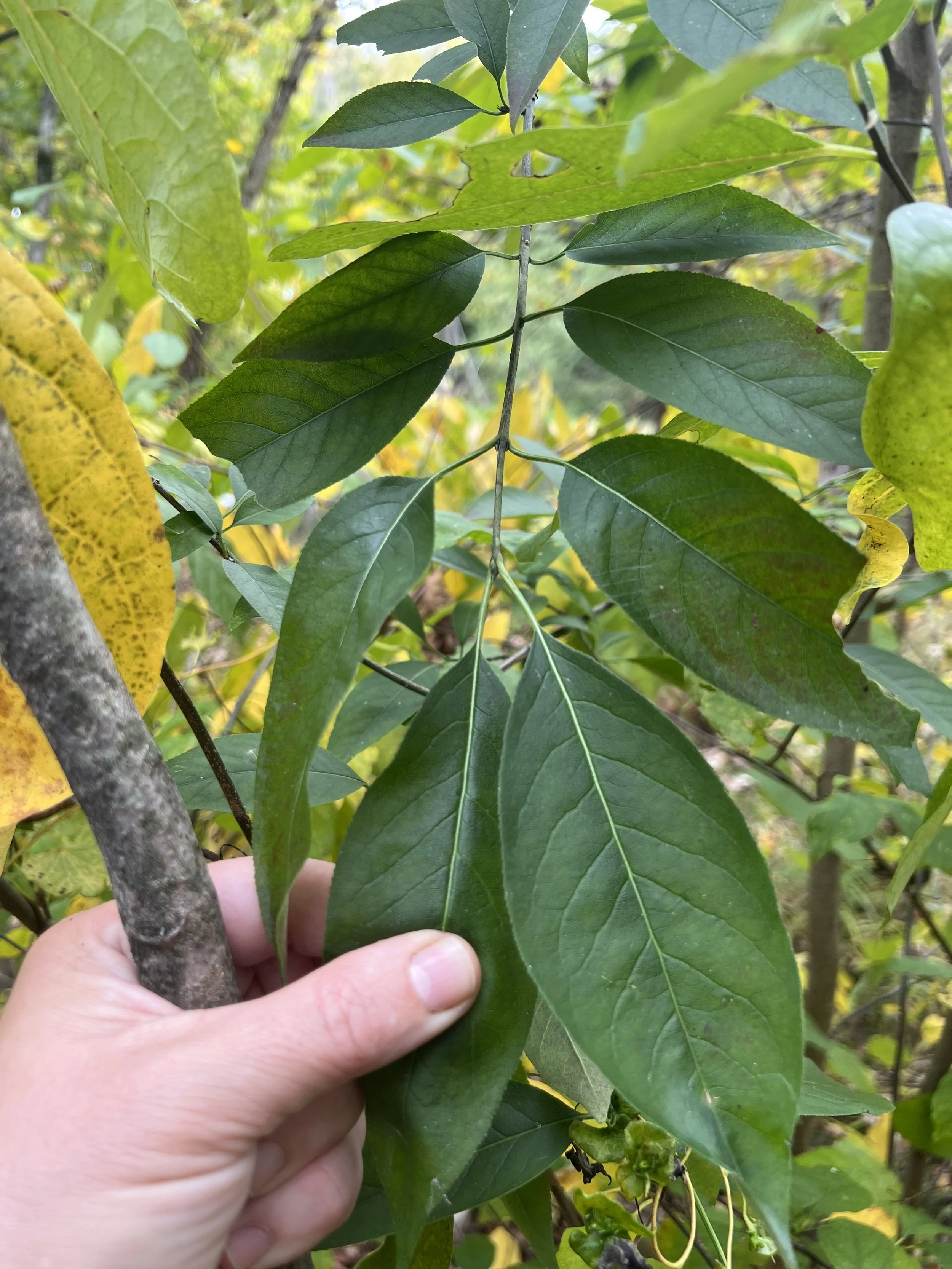 The leaves of Eastern Wahoo are about four inches long and they are opposite each other..