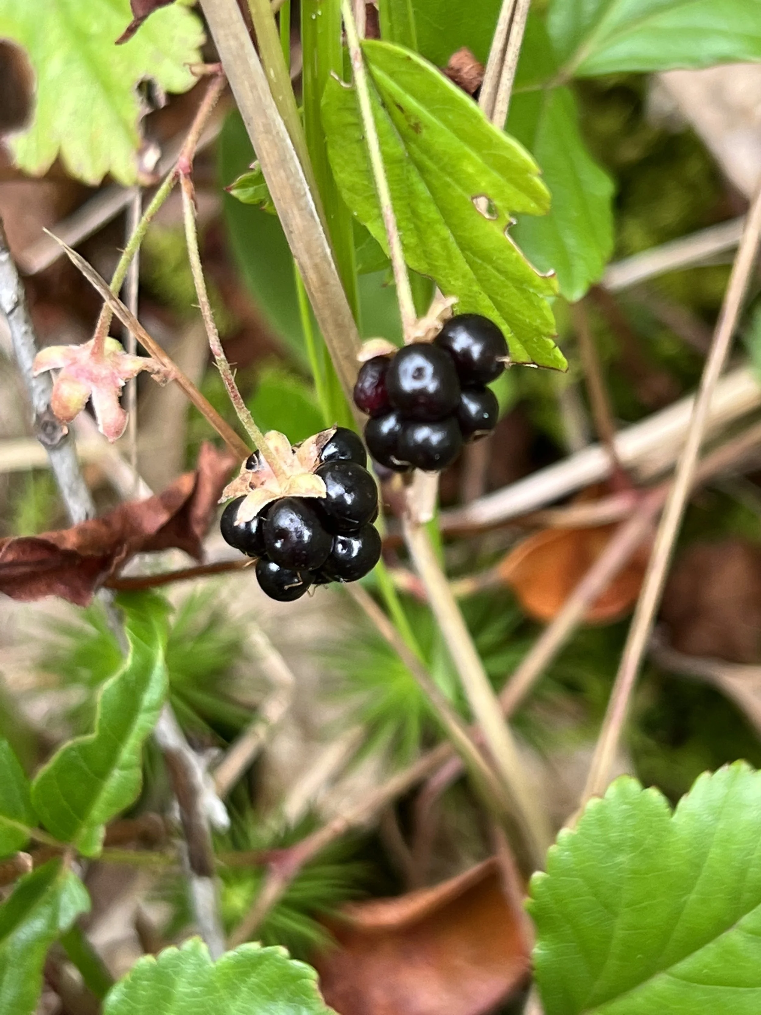 Swamp Dewberry (Rubus hispidus)