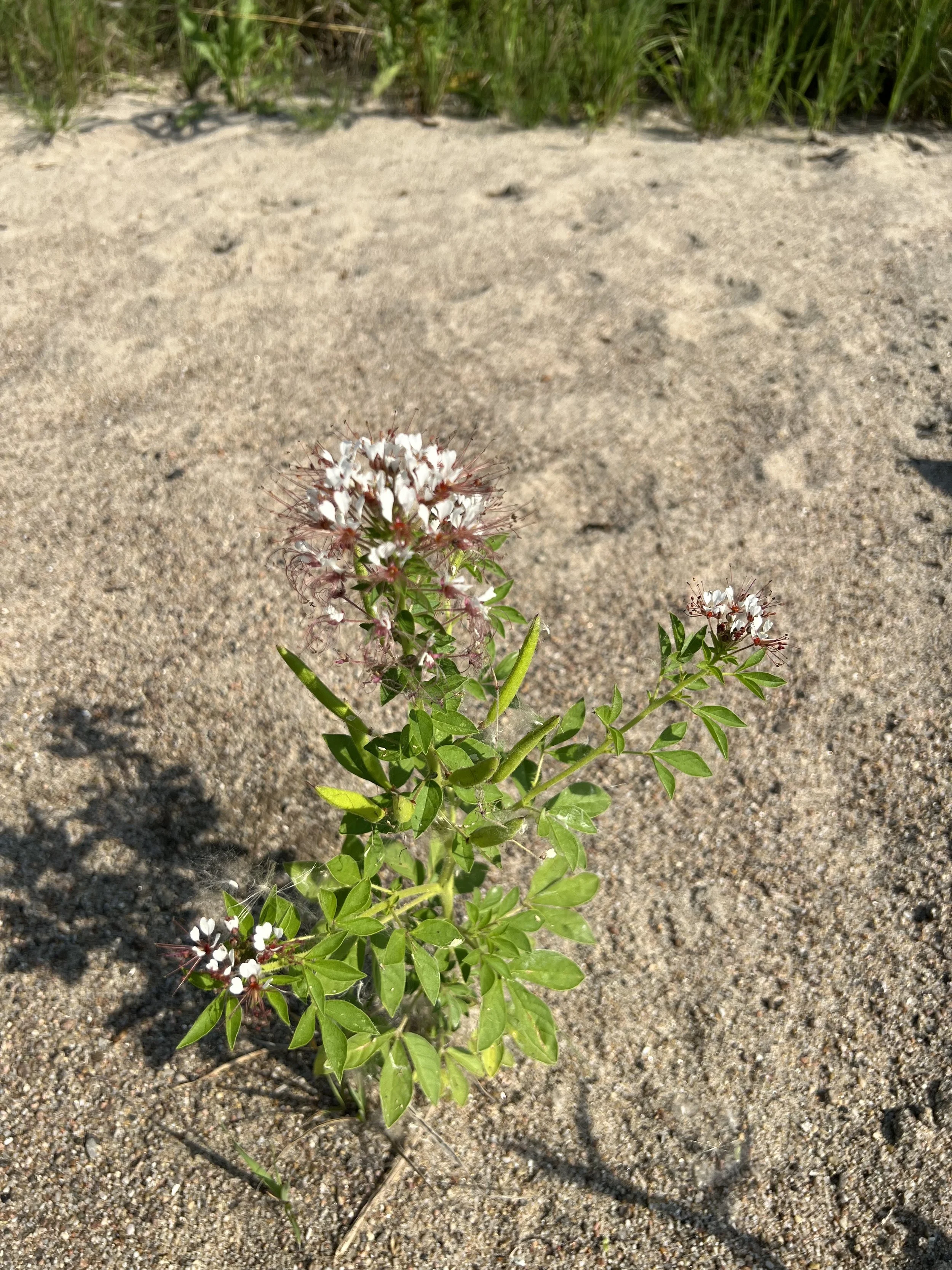 Clammy weed is in flower in a dried river bed. The flower have short white petals and red “whiskers.”  This plant is about 18 inches high.