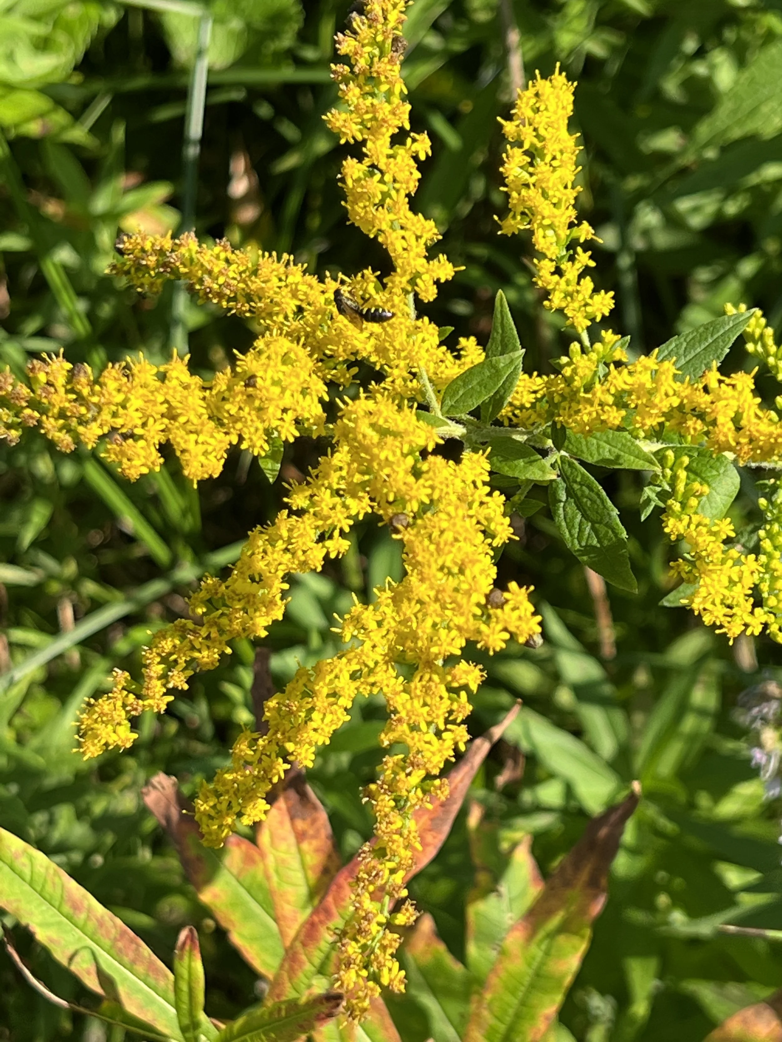 Rough goldenrod has several spikes of small yellow flowers.