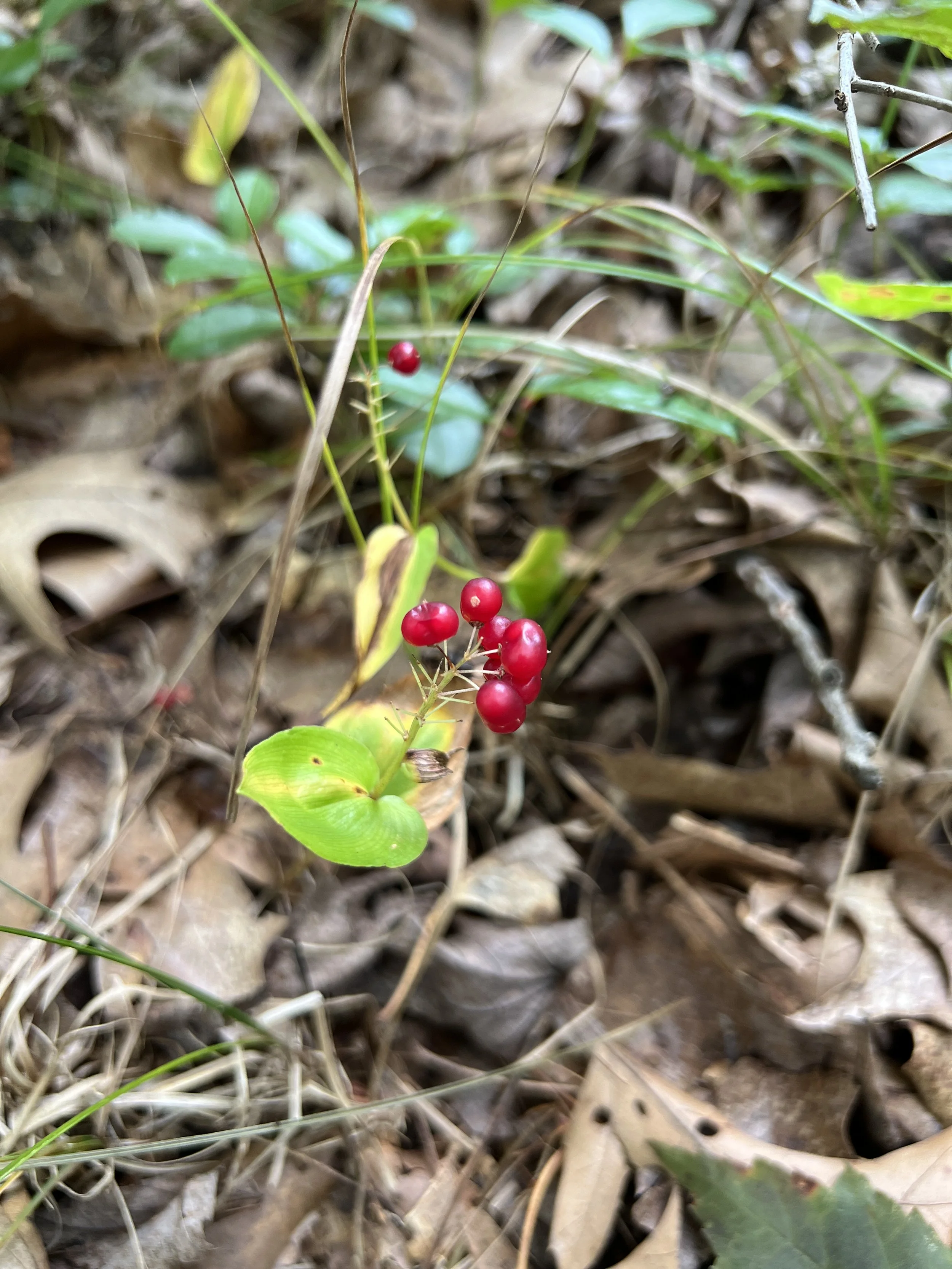 Late in the season, Canada Mayflower leaves start to yellow and the berries turn bright red.  They are usually eaten by woodland birds.