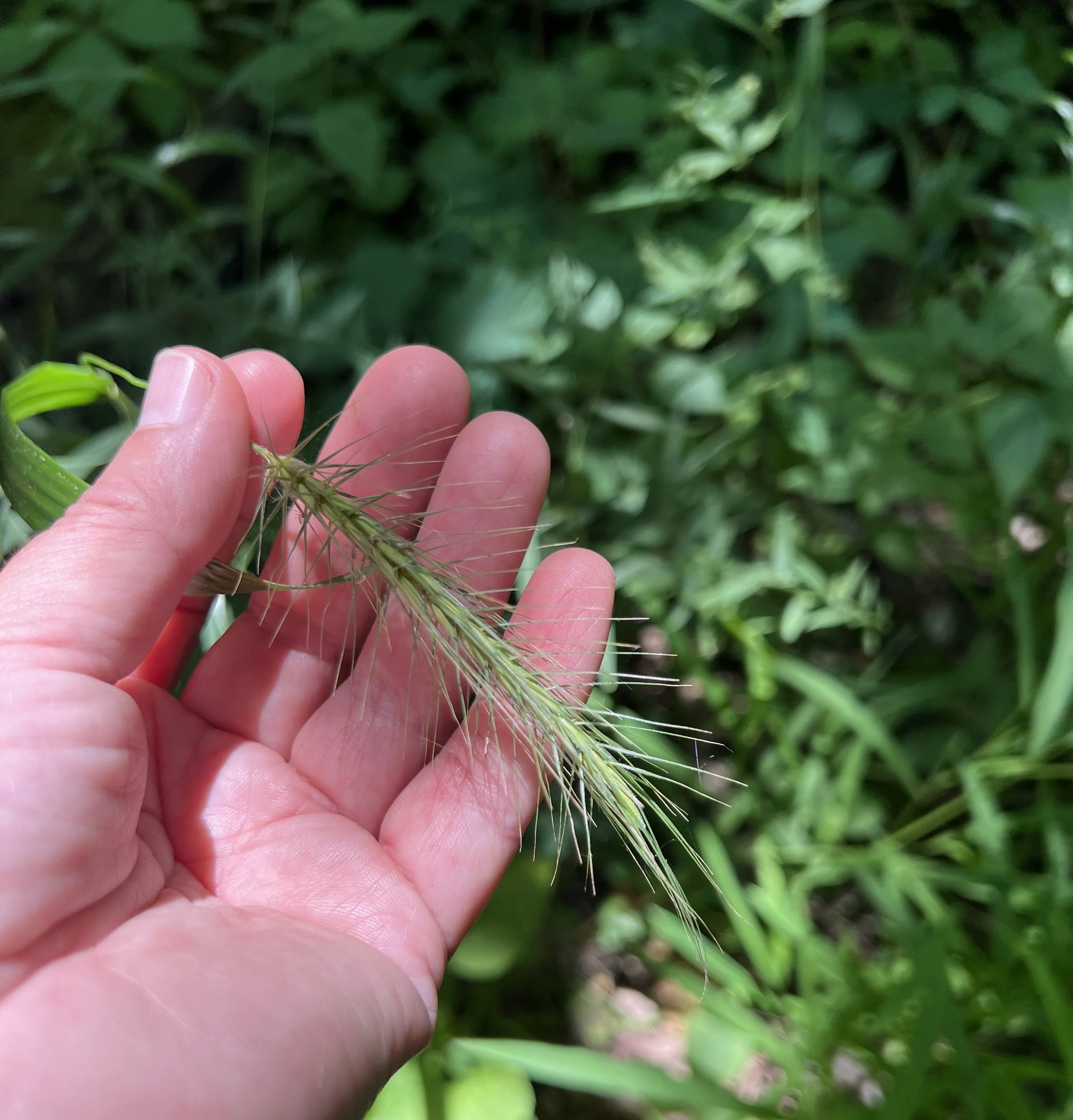 Silky Wild Rye (Elymus villosus)