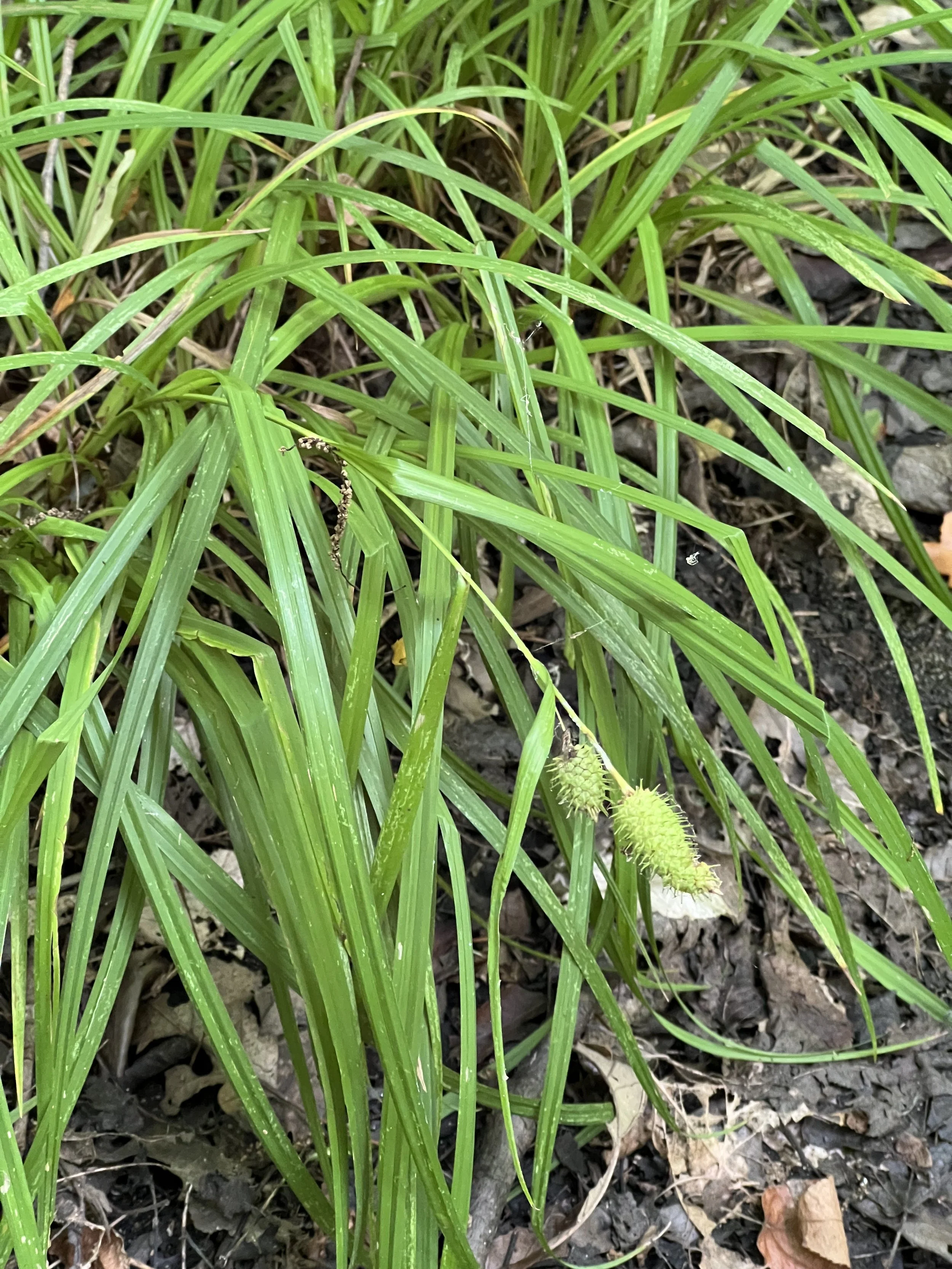 A close-up of common cattail sedge shows its medium-wide leaves and tightly packed seedhead.