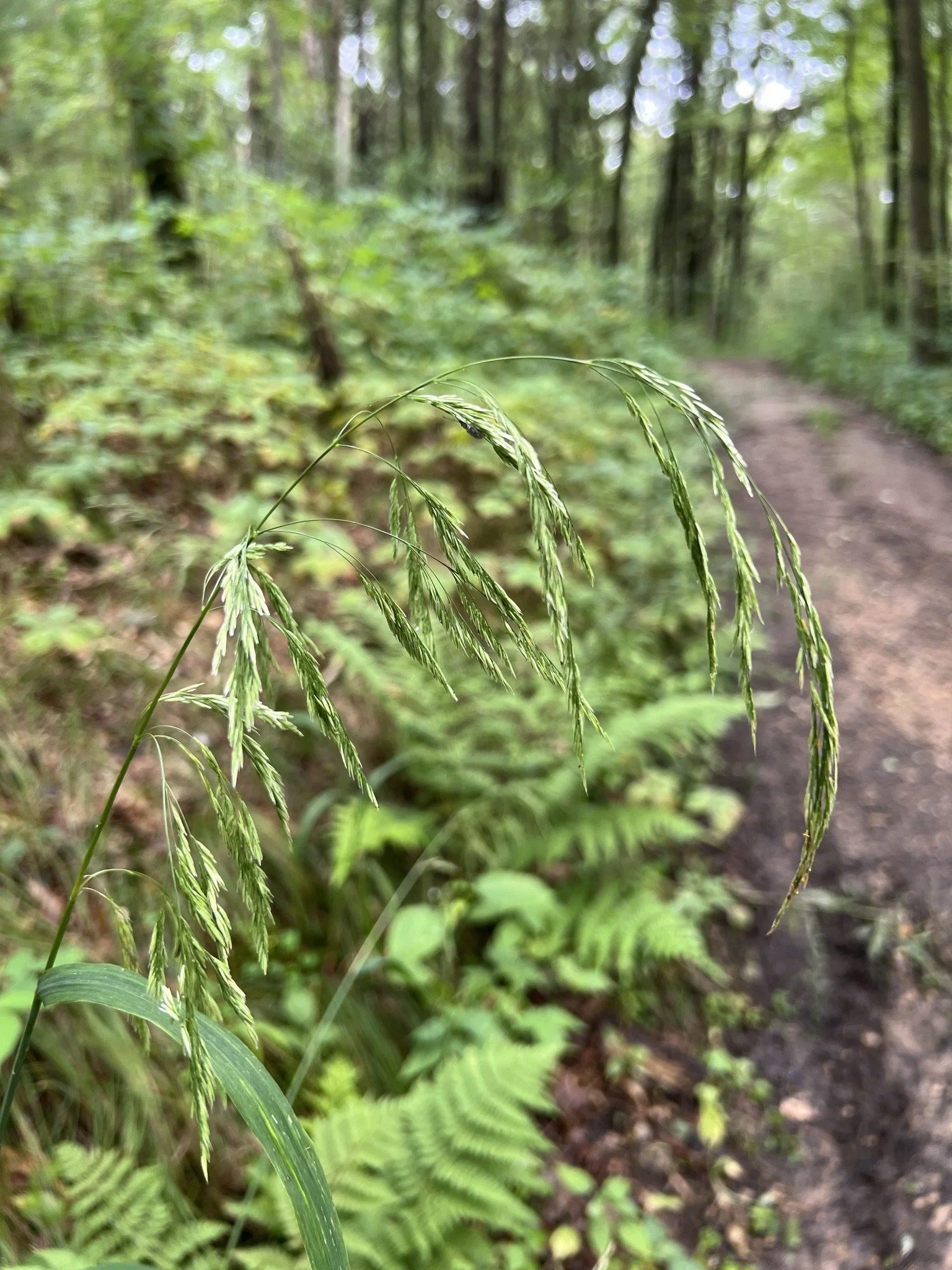 The inflorescence of stout Woodreed (Cinna arundinacea) droops over a trail in the woods.