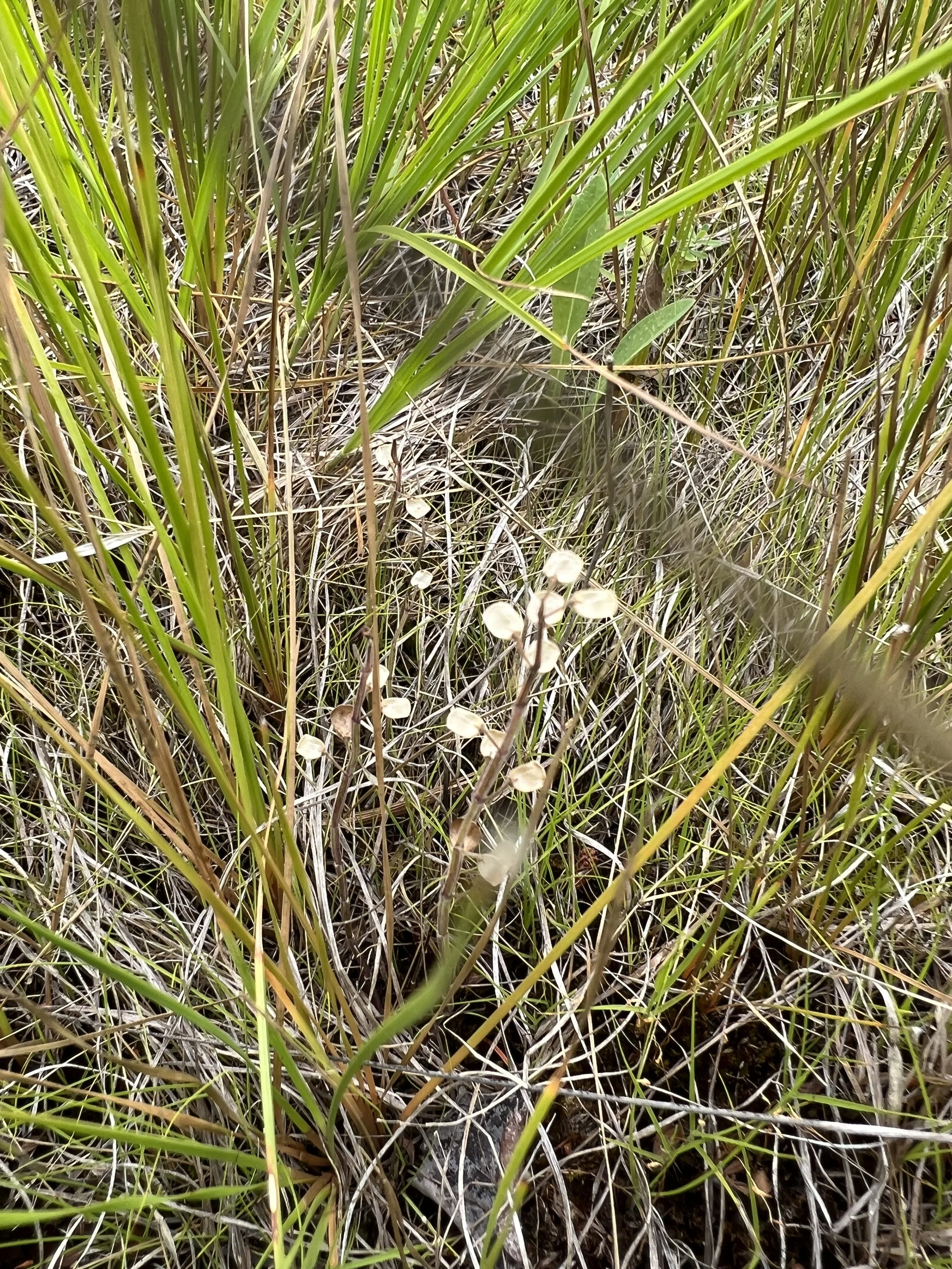 Scutellaria species have interesting seed packets that are a little like a cup with a lid.  Once it has dried enough, the lid cracks open letting the seeds drop or blow away.