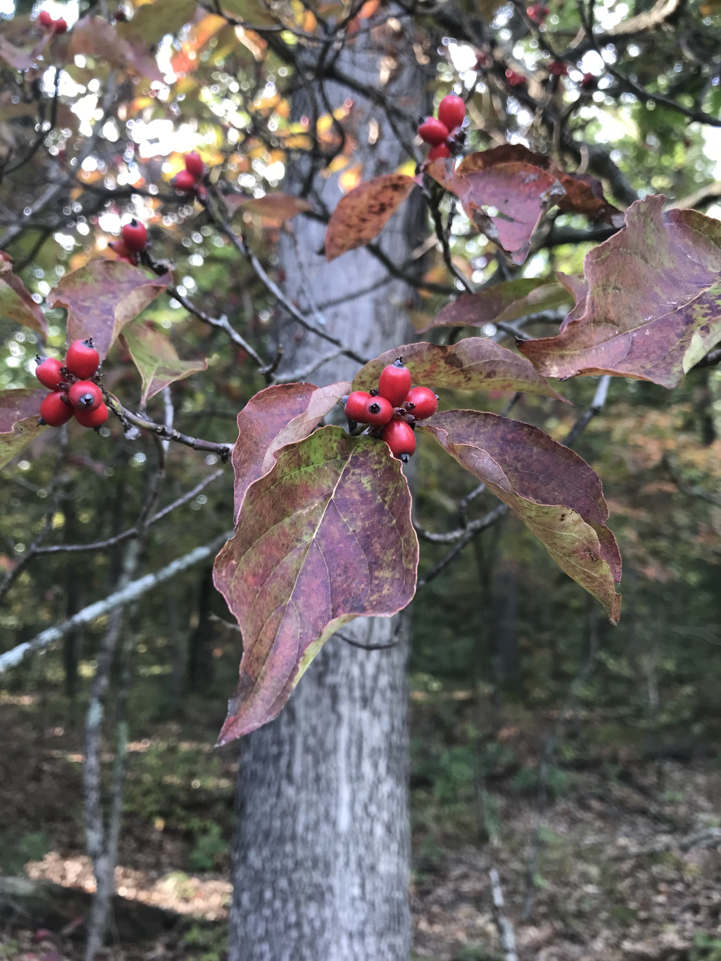 Red berries of flowering dogwood surrounded by reddened fall color leaves.