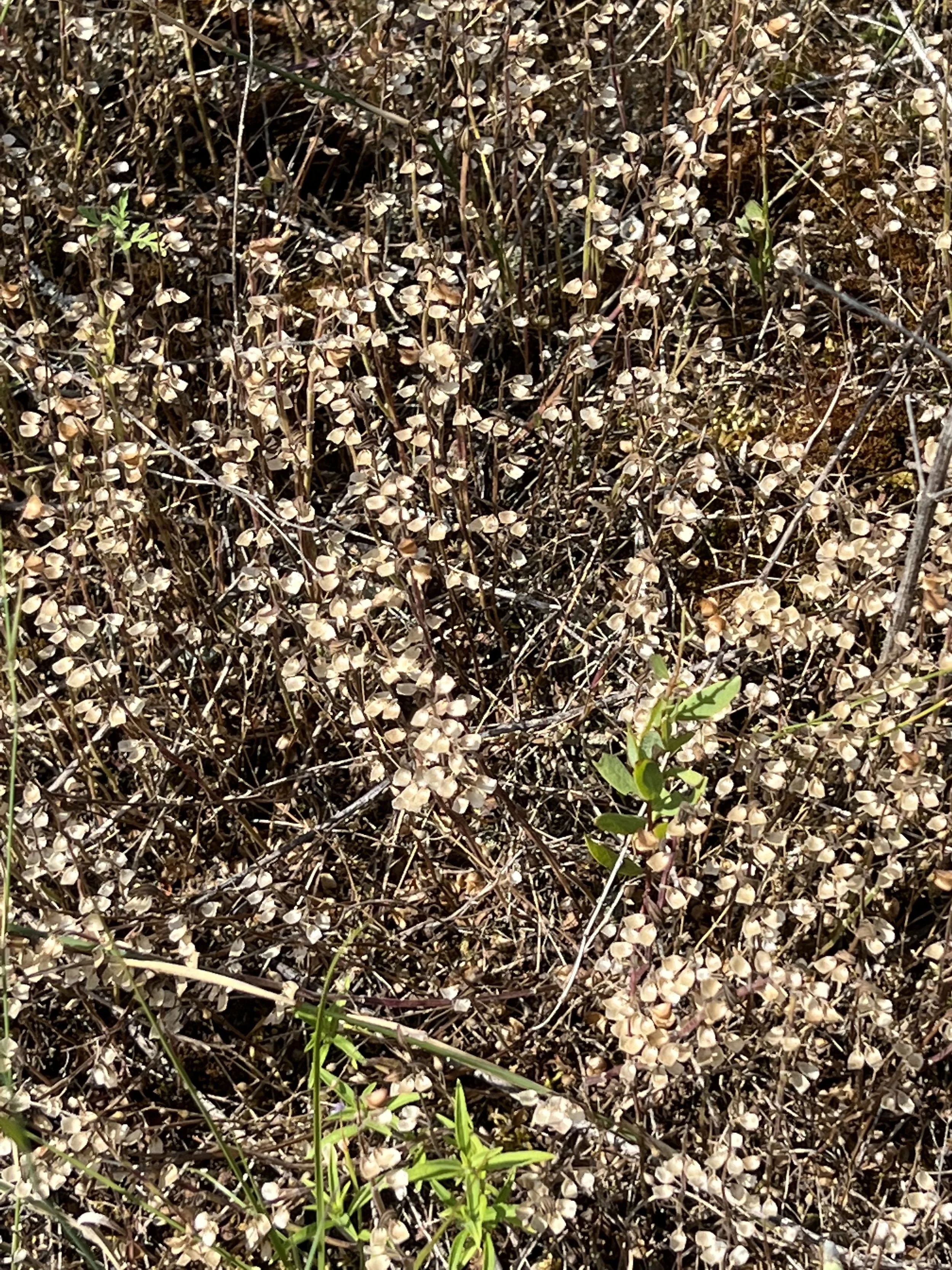 A photo of Small Skullcap (Scutellaria parvula) that has gone to seed. This population is on the altar of Drummond Island.  The alvar’s nearly no soil keeps competition low.