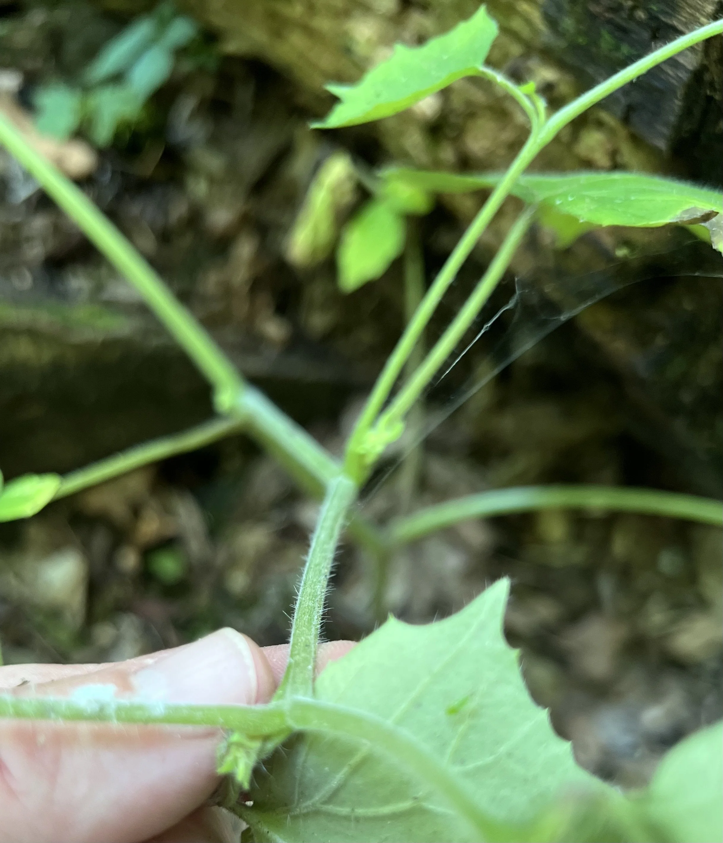 This photo shows the two lengths of hairs on the stems of Great Waterleaf (Hydrophyllum appendiculatum)