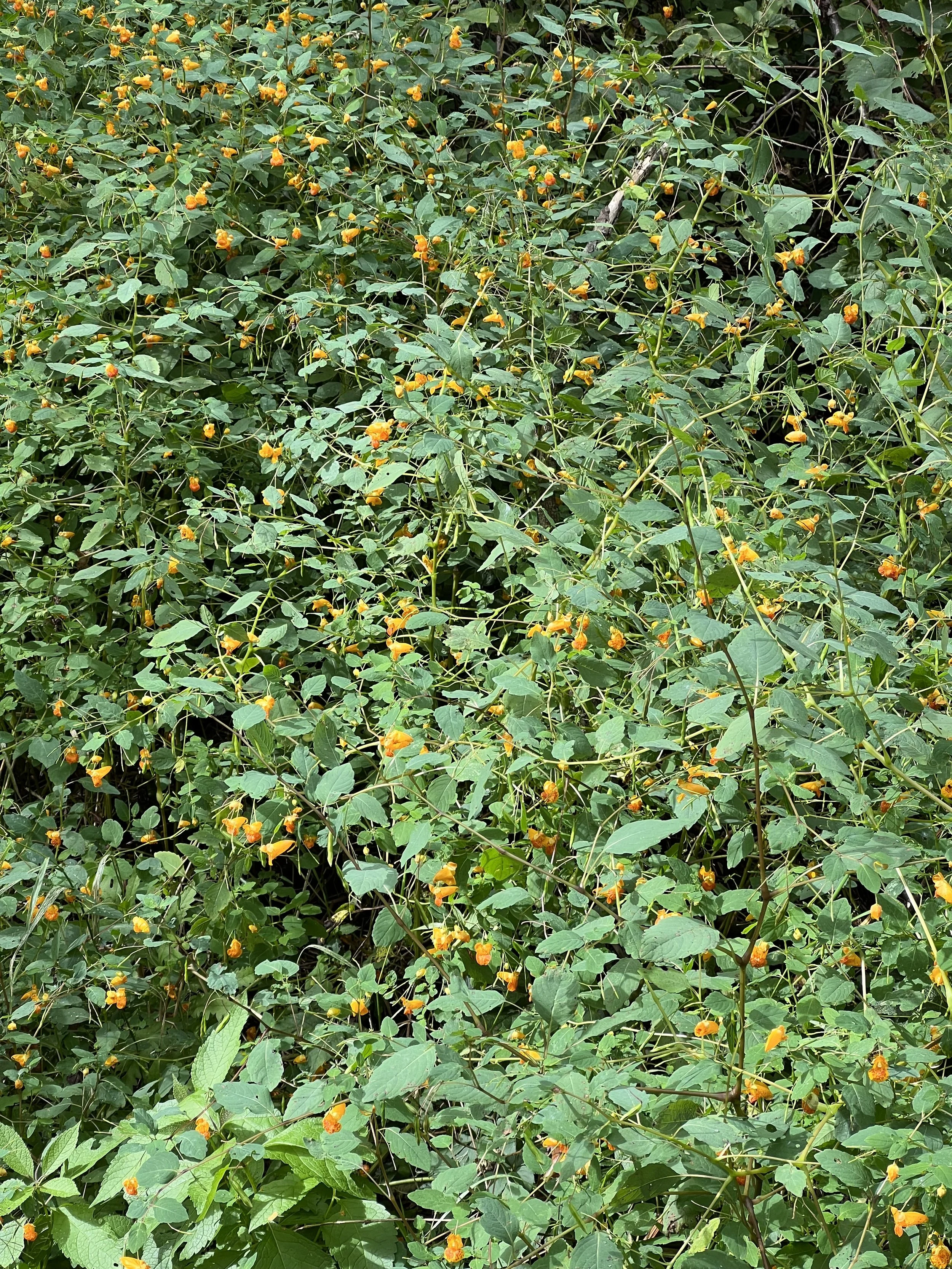 Very large patches of spotted jewelweed can be found in part sun, wet locations.