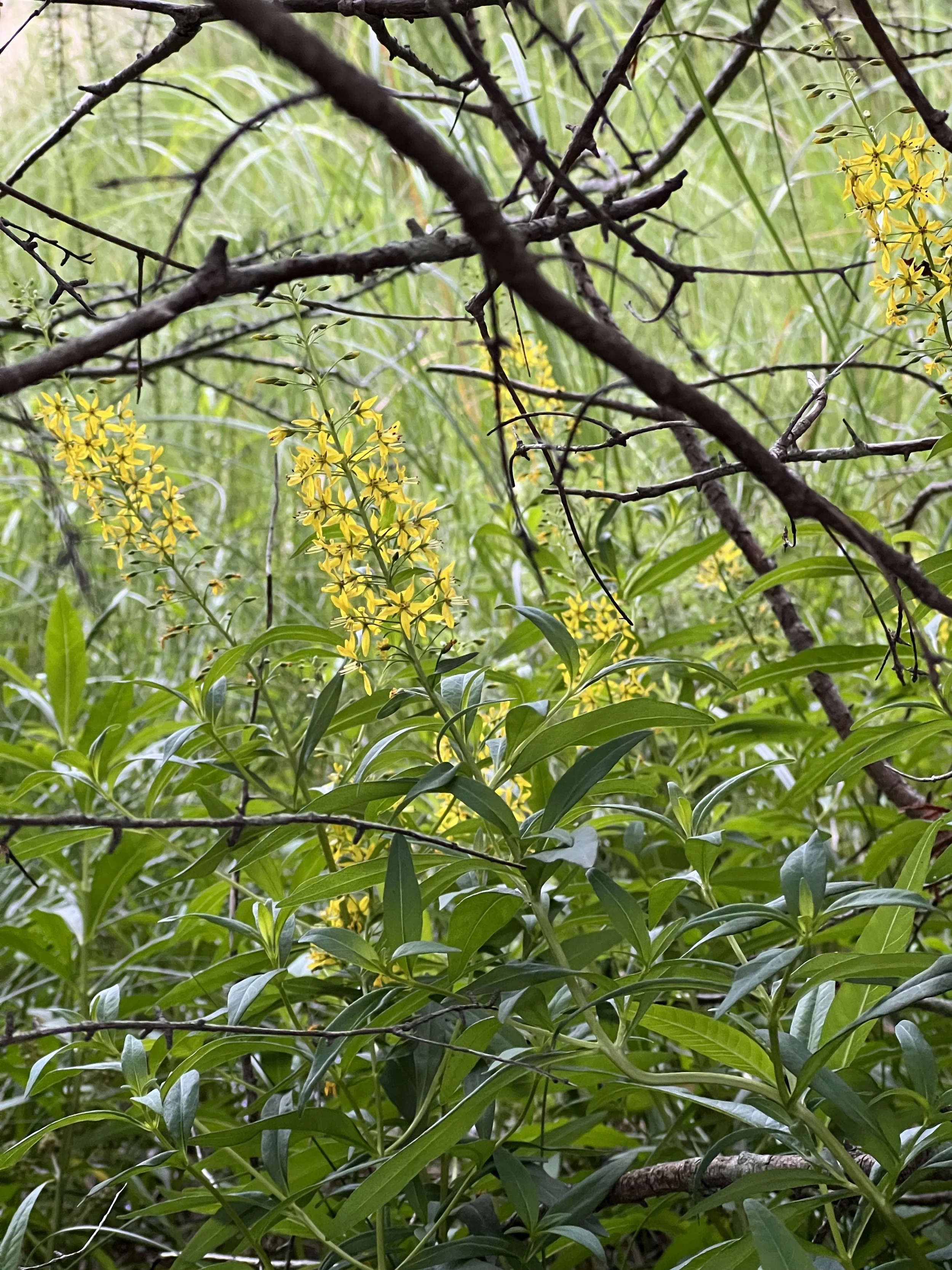 A group of swamp candles in flower  are in view with  the woods in the background.