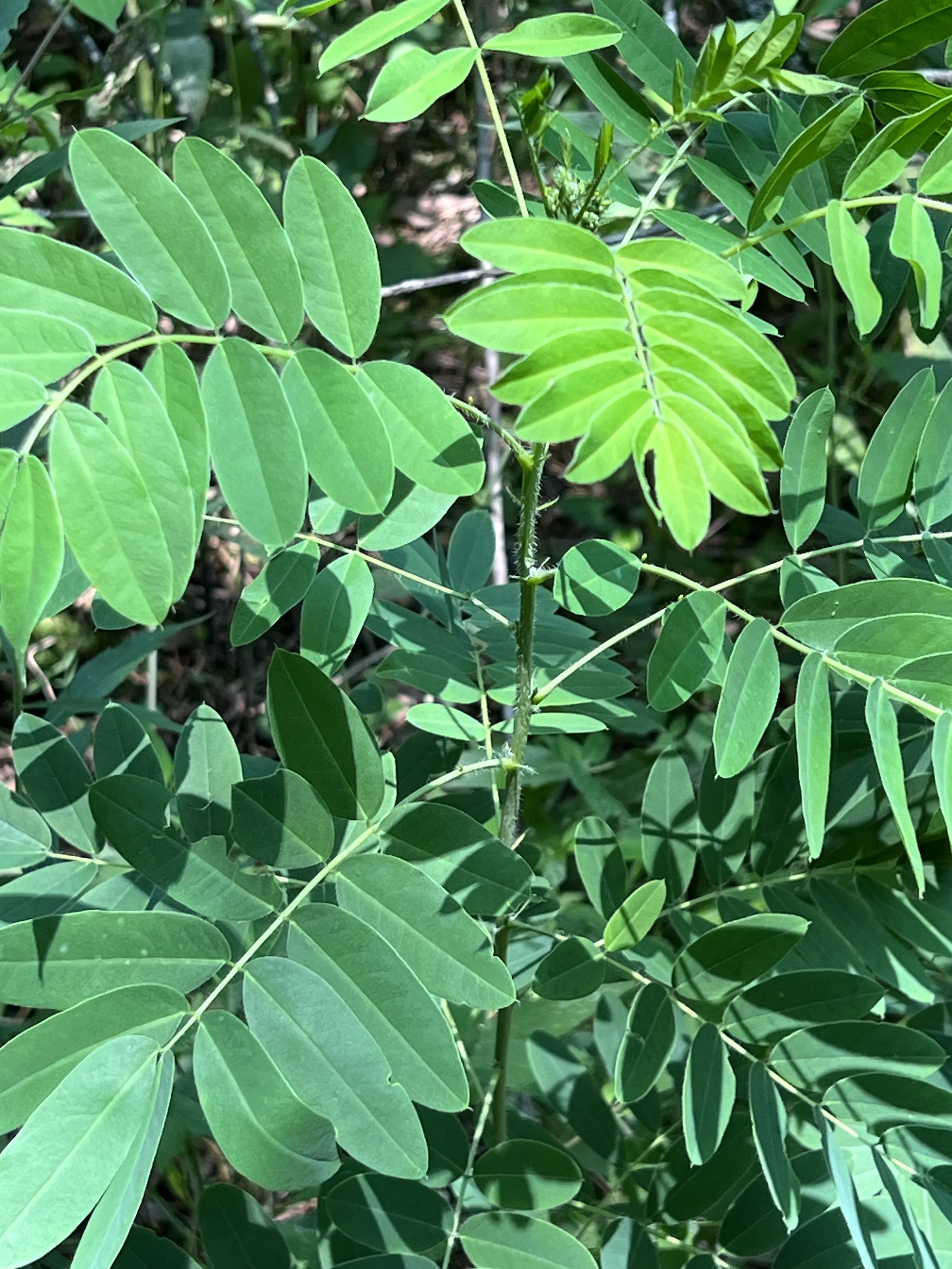 The compound leaves of wild senna (Senna hebecarpa) that have 5-10 leaflets and are smooth on the edges.